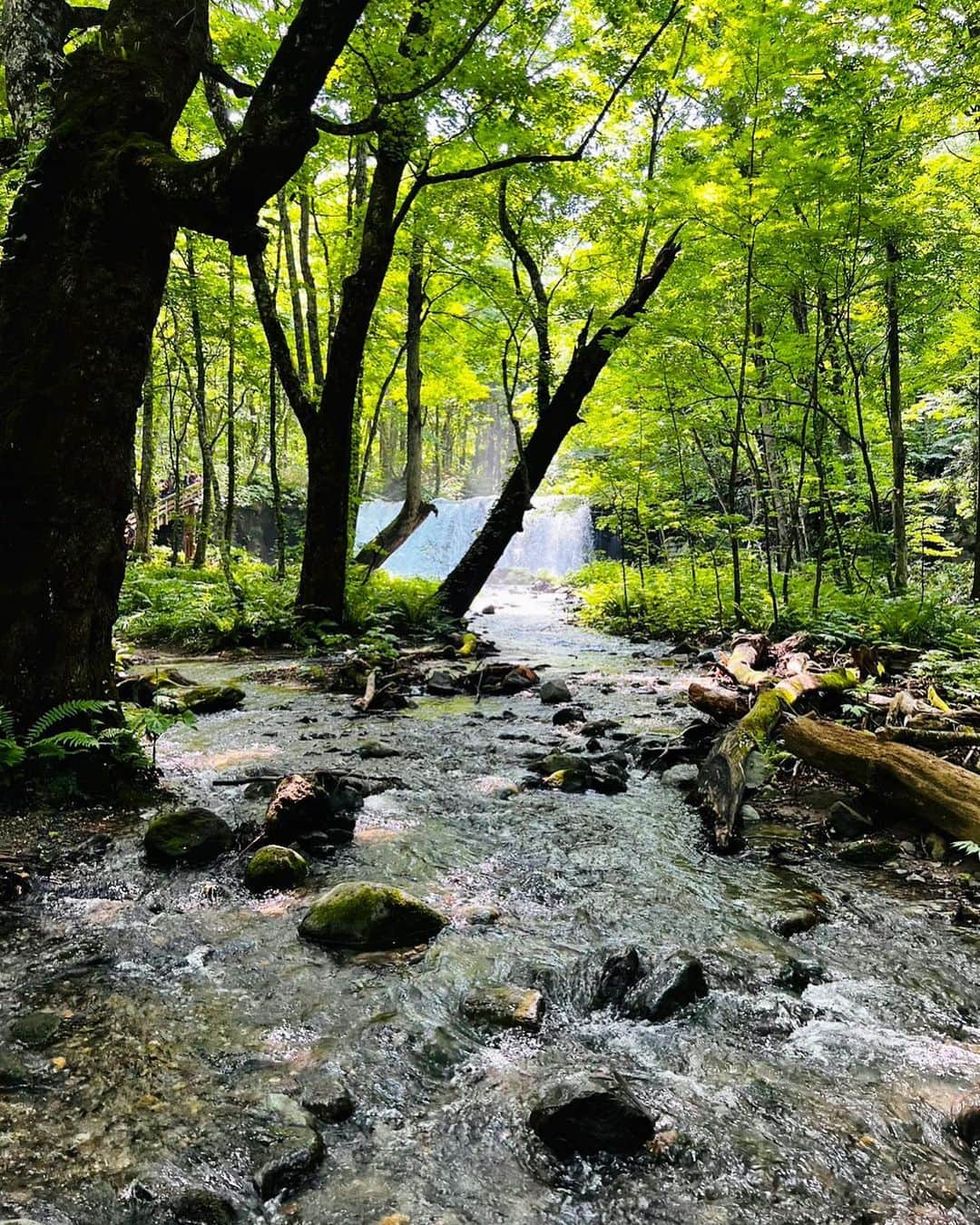 SHIHOさんのインスタグラム写真 - (SHIHOInstagram)「青森県の森林がこんなにも深く、美しいとは 知らなかった！！  奥入瀬渓流の"銚子大滝" (２枚目ムービー)と "阿修羅の流れ" (４枚目ムービー)へ行ってきたのですが、 他にもたくさん良きスポットがあるみたい。  森林といえば、屋久島のイメージがあったり、 他にもいろんな場所に行きましたが、 今まで観てきたのとはまた違う、 深く、壮大な美しさがありました。  青森に来たら、森林や奥入瀬渓流に 必ず行ってみてほしい！ 写真で少しでも伝わったらいいなぁ💓  아오모리현의 산림이 이렇게 깊고 아름다울 줄은 몰랐다!!  오쿠이리세 계곡의 조시오타키(2번째 영상)와  아수라의 흐름(4번째 영상) 이라는 곳에 갔는데,  그 밖에도 많은 좋은 장소가 있는 것 같아요.  산림이라고 하면 야쿠시마의 이미지가 있거나 그 밖에도 여러 곳을 가지만, 지금까지 본 것과는 또 다른 깊은 웅장함이 있었어요.  아오모리(青森)에 오면 꼭 산림을 체험해 보길 바래요!사진으로 조금이라도 전해졌으면 좋겠어요.  #Aomori #oirasekeiryu #japan #trip #nature  #wellness #wellbeing #青森 #奥入瀬渓流 #森林 #旅行」8月7日 17時00分 - shiho_style