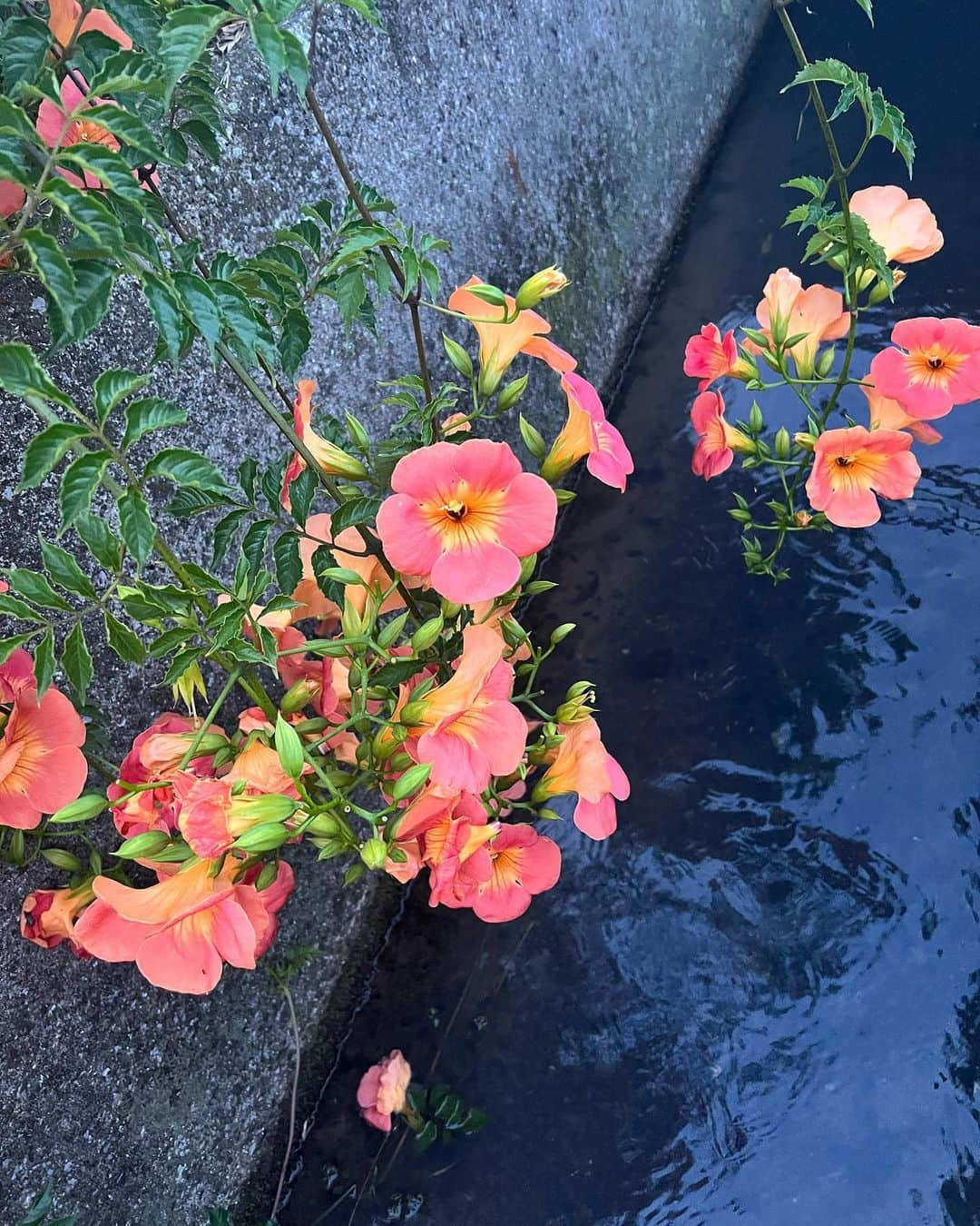 小野寺南友さんのインスタグラム写真 - (小野寺南友Instagram)「夏休み始まった🌀」8月7日 17時05分 - miyuonodera_