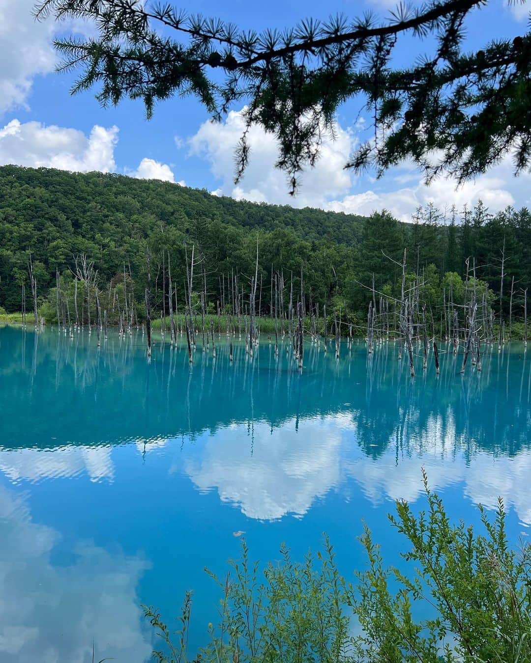 ちとせよしのさんのインスタグラム写真 - (ちとせよしのInstagram)「青い池！！🦋 お天気よくて前見た時より青く見えてよかった😆✨️  #北海道旅行 #美瑛 #青い池 #adidasoriginals #ツインテール」8月7日 17時20分 - chitose_yoshino
