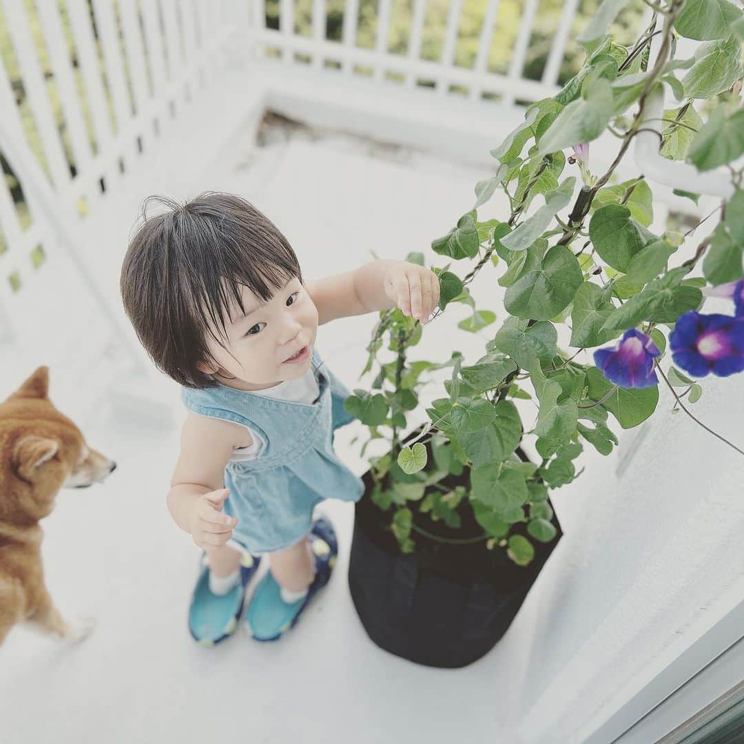 KIKIのインスタグラム：「朝顔もしゃもしゃ 今年の夏はミニトマトの他に朝顔も育ててみた ずぼらなので種からまま 間引きもなんだか気がひけて しっかりしなかったけど 西陽がんがんのベランダでも元気に育ってる💪✨ ここのところの毎朝の楽しみ」