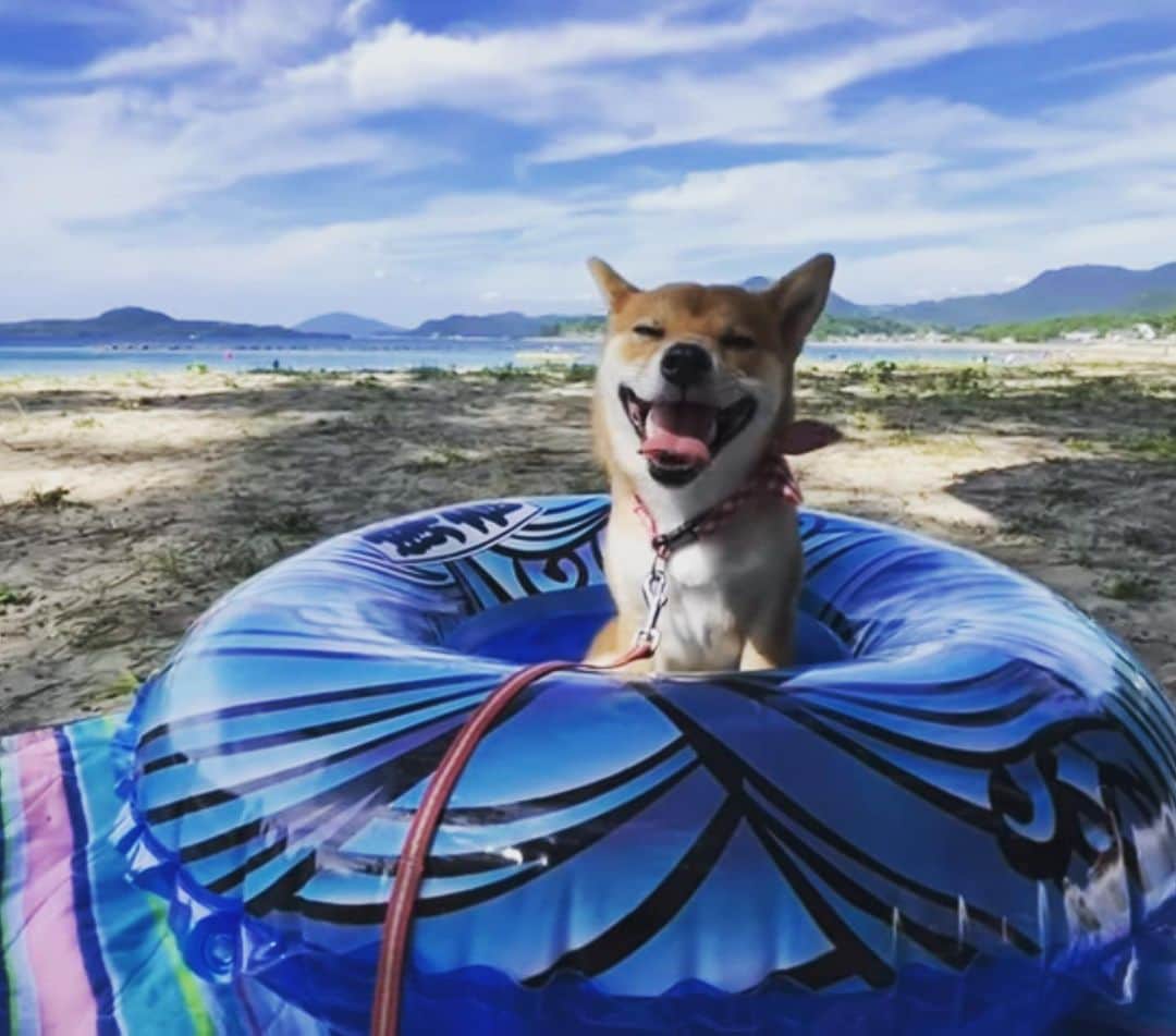 柴犬小春のインスタグラム：「山口県の菊ケ浜海水浴にて。 柴犬小夏、ヒートなので泳ぐのは断念。 海が驚くほど綺麗でした。」