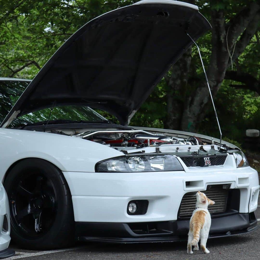 Nissanさんのインスタグラム写真 - (NissanInstagram)「Do you know who's GTR's best friend? Swipe and find out! 👀🐈 📸: @teru_skyline   #Nissan #NissanGTR #GTR #Cats #InternationalCatDay」8月8日 22時30分 - nissan