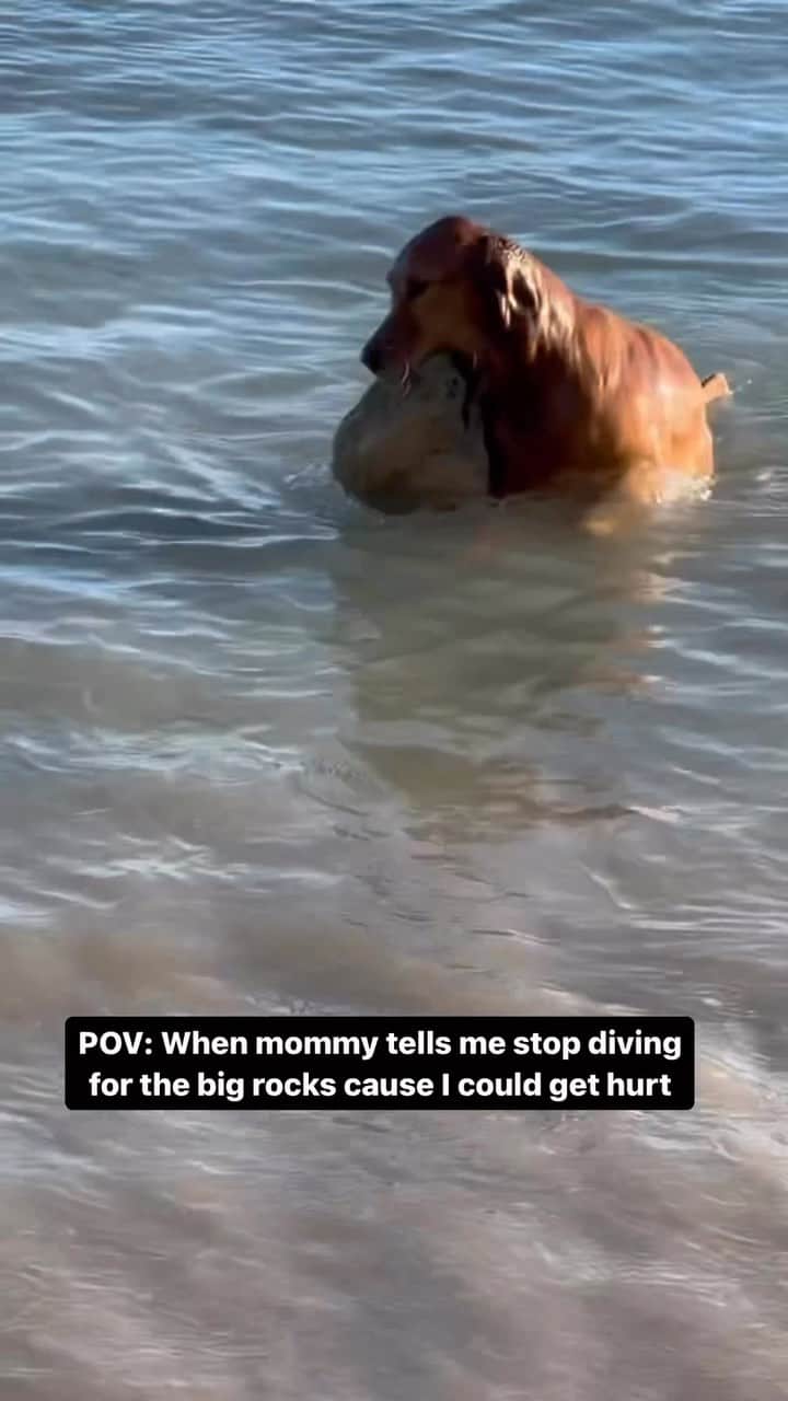 DogsOf Instagramのインスタグラム：「@humphreysaccaro does what he wants 🤪 Better to not try this one at home, pups 🙈 . . . #dogdiving #dogsofinstagram #divingdog #naughtydog」