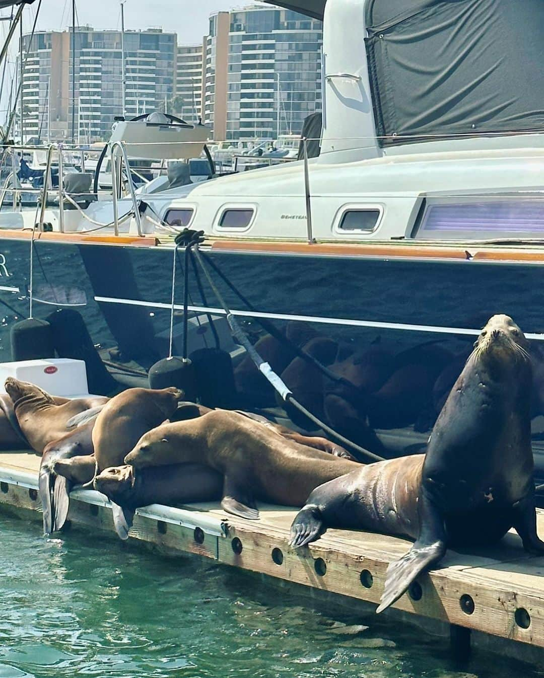 ステファニー・プラットさんのインスタグラム写真 - (ステファニー・プラットInstagram)「Sea Lion heaven 😍🥰 I think in my next life I want to be a marine biologist 👩🏼‍🔬🤩」8月8日 4時14分 - officialstephpratt