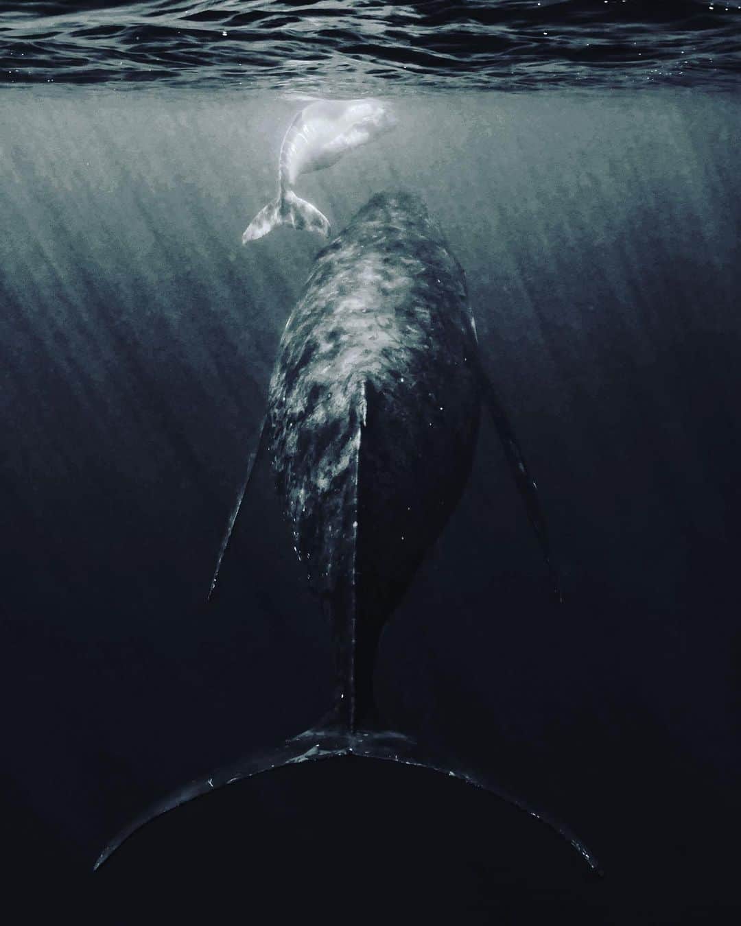 上田優紀さんのインスタグラム写真 - (上田優紀Instagram)「ザトウクジラの親子」8月7日 20時13分 - photographer_yukiueda