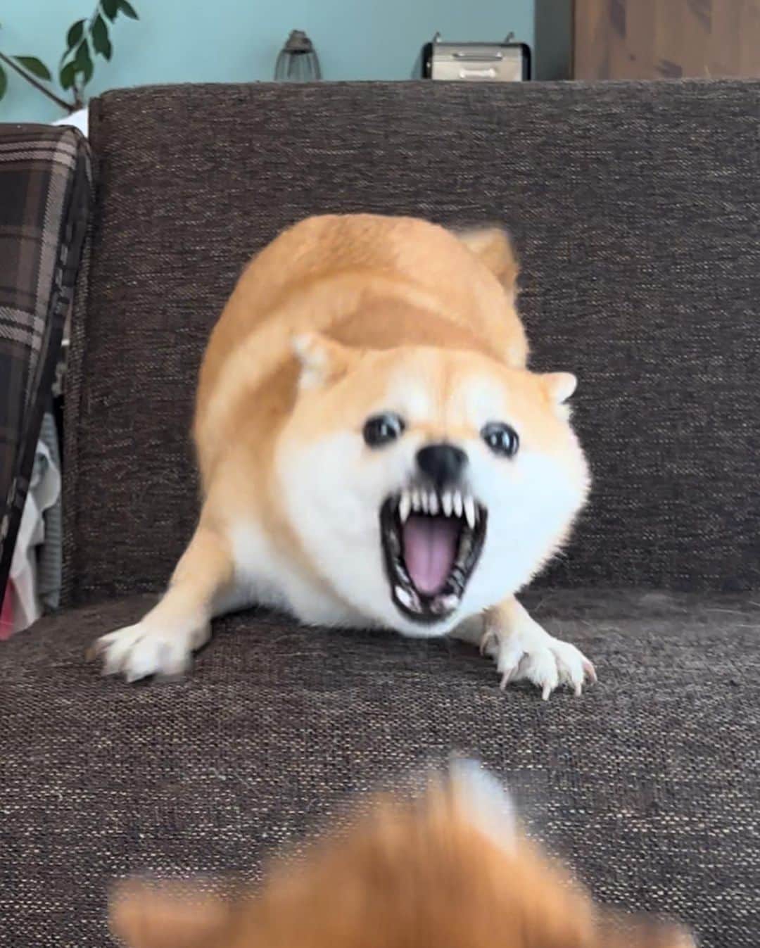のインスタグラム：「🐶 にこvsたま🔥  吠えてるのはにこだけで、 たまはにこの吠えに合わせて 口をパクパクさせてるだけ〜  パクパクの後、少し尻尾を 揺らして余裕ぶってる！  10枚目は、たもたらちゃんママが作ってくれた😆 @tamostagram0821  たらちゃん（右）とたま（左）は、 同じ豆スケ豆プー出身。  豆スケ出身の豆柴は こういう顔になりがちだから 多頭飼いにオススメです💁‍♀️  にこは💩が出る前に、 こうやってたまを狩りがち。  そしてみなさま、こんな天使みたいなたまに お誕生日のお祝いコメント有難うございました😊 一つ一つお返事できてなくてすみません🙇‍♀️  #柴犬#豆柴#mameshiba #shibastagram#japanphoto#shibainu#犬#shibainumania#犬のいる暮らし#shiba_snap#shibainupuppy#多頭飼い#dog#いぬすたぐらむ#puppy#dogstagram#instadog #doglover#pecoいぬ部#pecotv#いぬのきもち部#狗#子犬#barked#9gag#9gagpets#시바견」