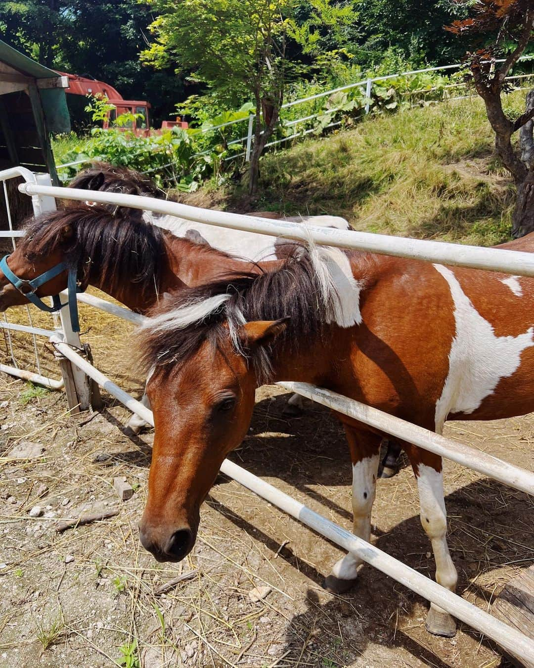 金光みり愛さんのインスタグラム写真 - (金光みり愛Instagram)「北海道ラスト投稿🐄💓  📸1枚目 女満別空港についてすぐの景色🥹🫶🏻  📸2,3枚目 知床五湖でハイキング見た絶景🌲🌿⛅️  📸4枚目 通り道で見つけた知床八景のオシンコシンの滝✨ 近くまで行ったら大迫力🫶🏻✨  📸5,6枚目 知床で泊まった @kitakobushi_shiretoko 🐻 朝も夜も食事が北海道名物尽くしで クオリティ高くて最高すぎた… 知床行く方には超おすすめの宿🥹💓 お部屋も広くてプライベート温泉もついてて 過ごしやすかった〜🥰 感謝🙌🏻  📸7枚目 ドライブして行った知床峠の展望台⛰✨ 目の前に知床最高峰の羅臼岳が見える絶景🥹 標高が高くて涼しかった〜🍃  📸8,9枚目 最終日に泊まった @official_hotelboth ⛺️ バーベキュースペース付きのプライベートな 小屋タイプのお部屋を選んだよ🫶🏻 グランピング気分で楽しめて、 雰囲気もあってバーベキューも美味しかった🍻🔥 自然を感じながら2人で満喫しました🥰  . YouTube用にVLOGも撮影したので そちらも楽しみにしててね🌸💗  . . . . . #北海道#北海道旅行#北見#知床#北海道グルメ#北海道ホテル#知床グルメ#知床ホテル#北こぶし#北海道観光#知床五湖#知床観光#ホテル#国内旅行#カップル旅行#カップル旅#北海道土産#旅行#旅#旅行コーデ#知床五湖フィールドハウス#知床半島#知床国立公園#知床五湖高架木道#知床八景#知床五湖ガイドツアー#ヒグマ#ハイキング#hotelboth」8月7日 20時40分 - milliah_kanemitsu