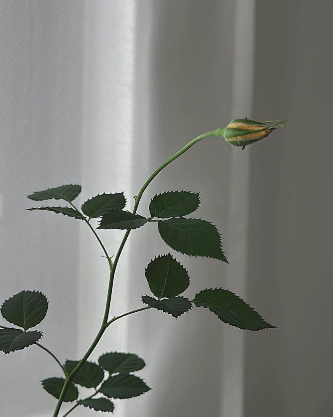 宮内理沙さんのインスタグラム写真 - (宮内理沙Instagram)「🌹  春からオレンジの薔薇を育て始めたはずなのだけど何故か黄色だったり白色の花がつくのは栄養不足なのかな、、🤔？ 定期的に栄養剤とか肥料あげてるんだけど全然分からない😵💭 葉を整理し過ぎたかな、、😵  #ミニバラ」8月7日 21時08分 - risa_miyauchi