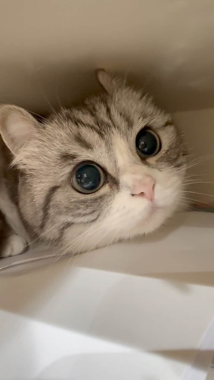こむぎこまるのインスタグラム