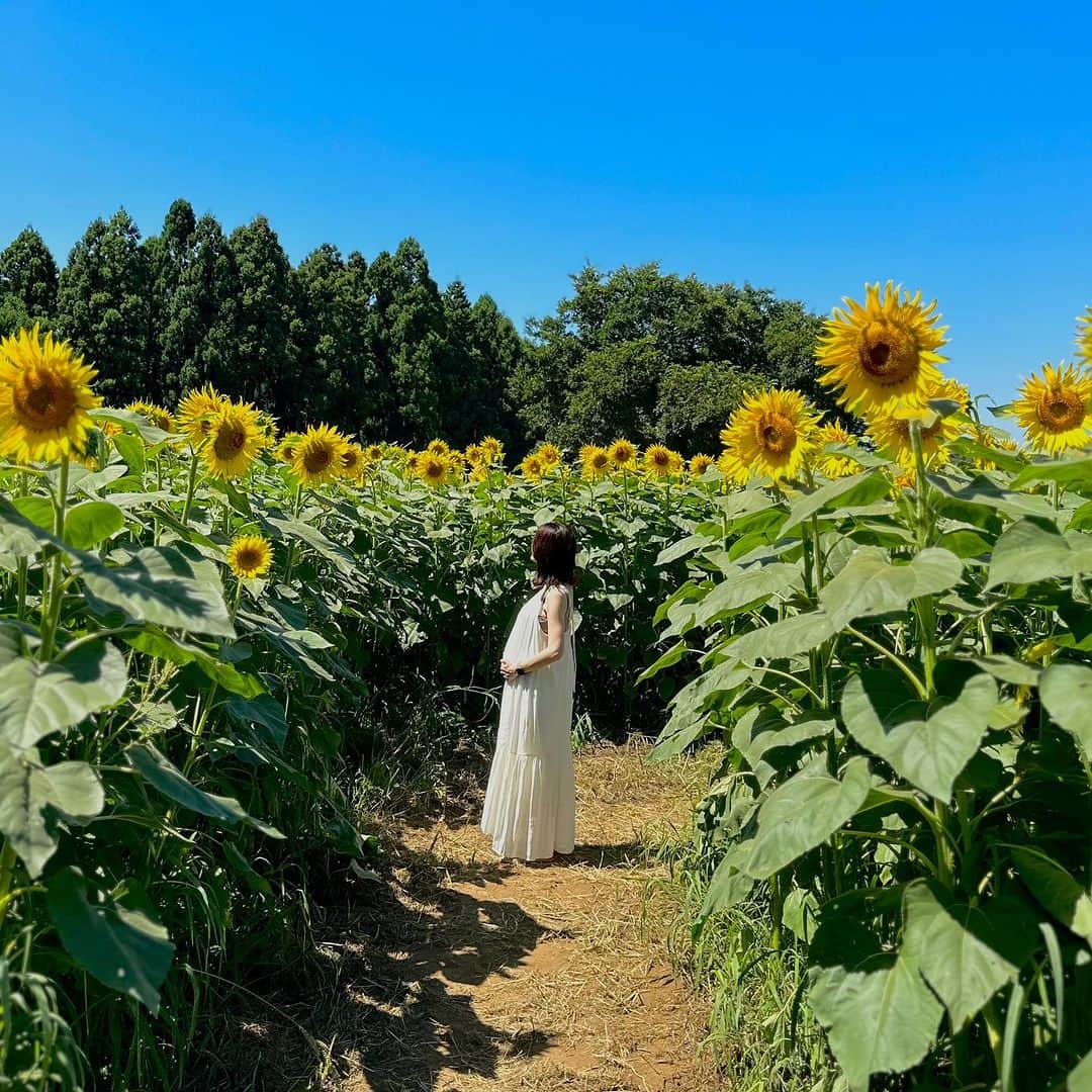 須貝茉彩のインスタグラム：「ご報告です。  私事ではありますが、この度新しい命を授かりました🌻  今はもうすぐ会える我が子との生活を想像しながら、心穏やかに新しい家族を迎える準備をしております✨  そして今朝の生放送もって、モープラは産休に入らせていただきます。 その他お仕事は８月末までありますので、体調を優先しながらもう少しがんばります😊 （友達にびっくりされるのですがヨガの先生も初期の頃からずっと元気にやらせてもらっています）  出産後はできるだけ早く現場復帰ができるように頑張りますので今後とも温かく見守っていただけると幸いです。  須貝茉彩  #マタニティフォト  #ひまわり畑」