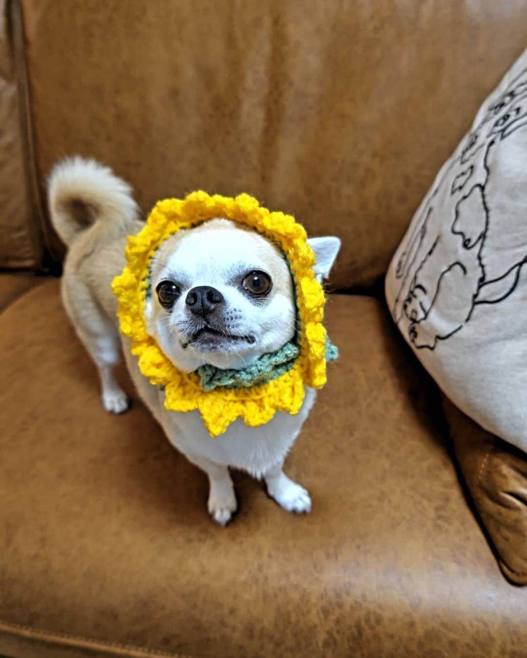 升水翔兵のインスタグラム：「実家に帰ってみたら🌻が居ました。」