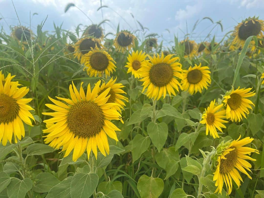 菅原智郁さんのインスタグラム写真 - (菅原智郁Instagram)「天童市のひまわり迷路🌻 最近 猛暑続きでひまわりは少し元気がなかったけれど、咲きそろっているエリアはとても綺麗でした✨️ あすは立秋！ 暦の上では秋って本当～～🥺？？ . . #山形 #天童 #ひまわり #向日葵 #🌻 #ひまわり迷路 #山形テレビ #アナウンサー #菅原智郁」8月7日 21時42分 - tomotomokaaaa22