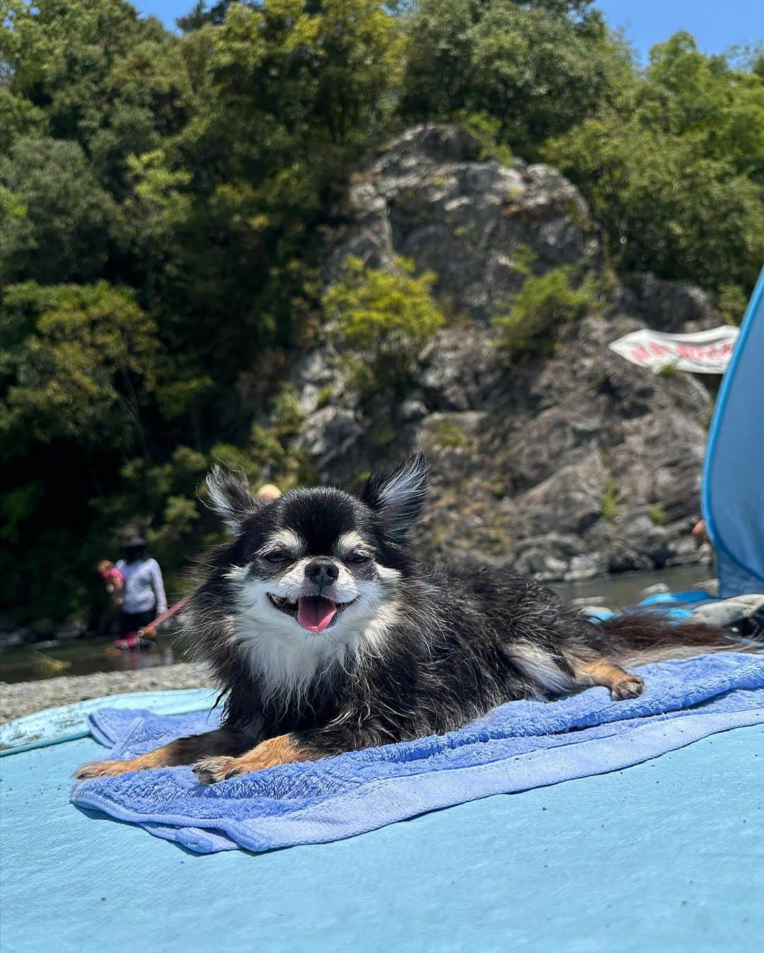 中倉隆道さんのインスタグラム写真 - (中倉隆道Instagram)「. 犬かきルフト🐶🐾  スイスイ泳ぐ、と言うより濡れるのが嫌すぎて陸に上がりたくて早く泳いでる🐶🤣  岸についてホッと✨  日光浴の方が良いみたい♬  #川遊び #川遊び犬 #わんこ #ワンコ #わんこのいる生活 #チワワ #愛犬 #luft #チワワ大好き #instachihuahua #dog #cutedog #강아지 #puppy #chihuahuas #わんことお出かけ」8月7日 21時45分 - ryudo.tokyo