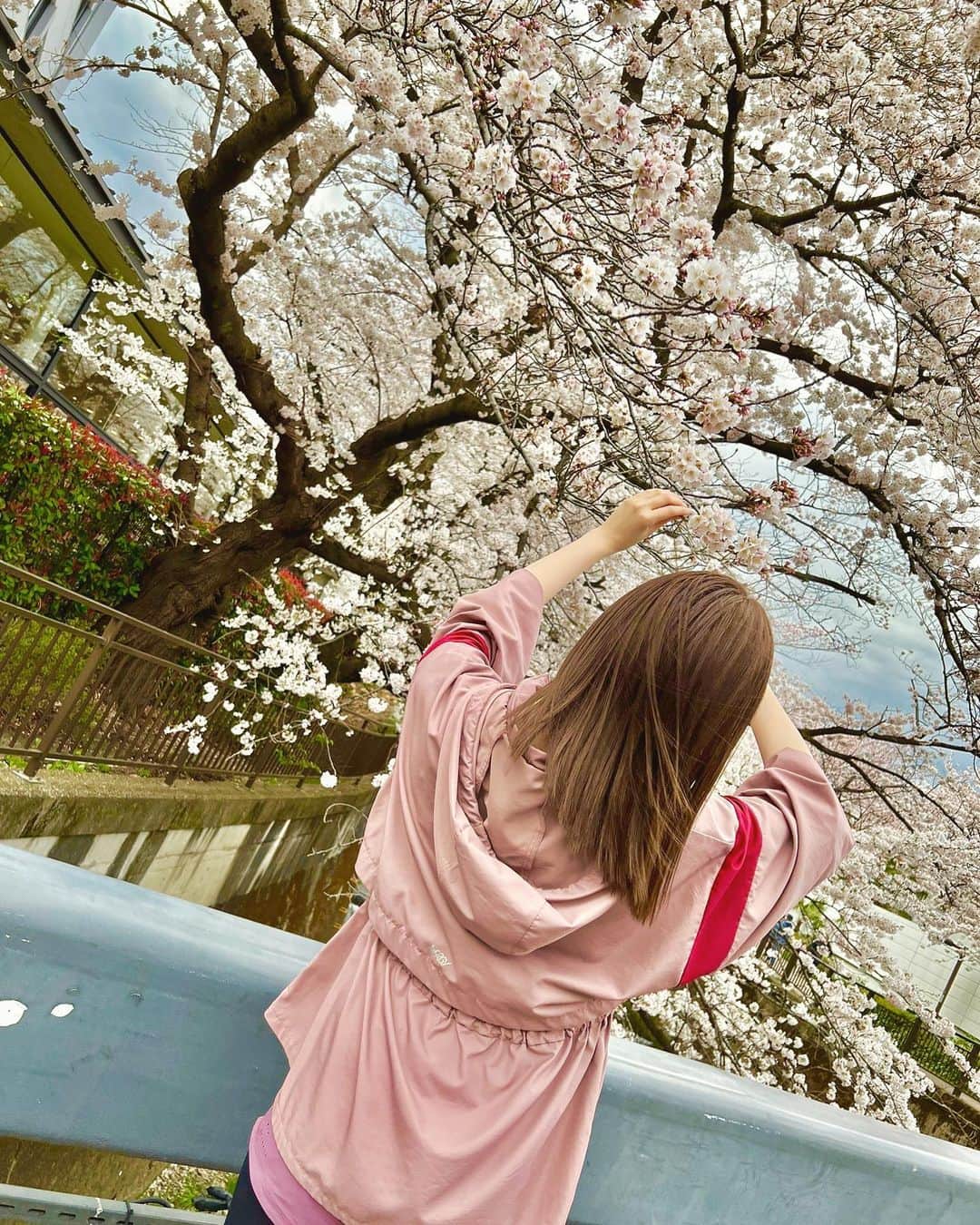 白石麻衣のインスタグラム：「桜と閑」