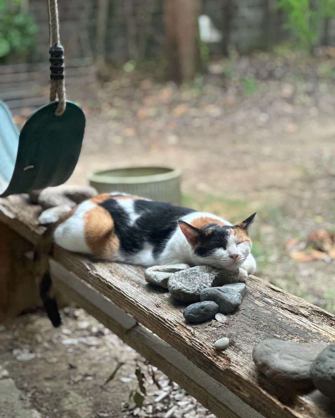 唐津裕美さんのインスタグラム写真 - (唐津裕美Instagram)「毎日暑くて庭でのびてる 外猫のトドクロちゃんとコミケちゃん。  コミケちゃんはいつも石🪨を上手に使って寝てる。ひんやりして冷たいんかな？  暑いからしっかりお水飲まなあかんで。  #外猫コミケちゃん #豊満ボディのトラ猫トドクロちゃん  #trucknest #truck保護猫保護犬  #ペットショップにいくまえに  #地域猫  #サクラ猫 #truck不幸なワンニャンがいなくなりますように🐈 #猫 #野良猫」8月7日 22時32分 - h_i_r_i_n_k_o