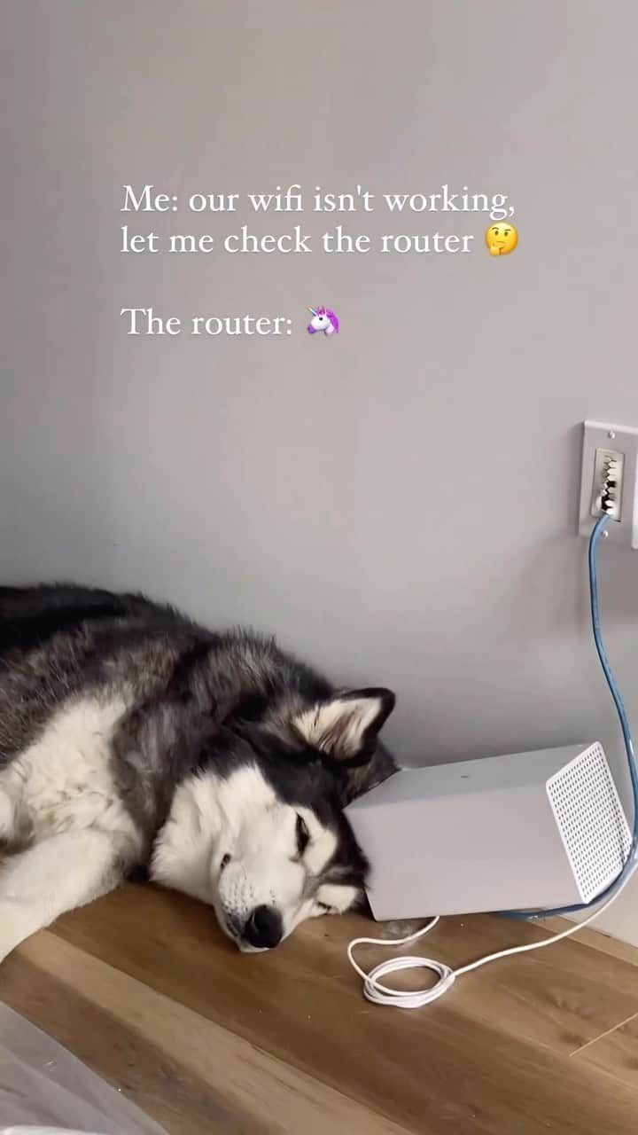 DogsOf Instagramのインスタグラム：「@thehunterdadog knows how to start a Monday off on the right paw 🙈  #mondaymood #mondaymonday #funnydogsofinstagram #dogsofinstagram」