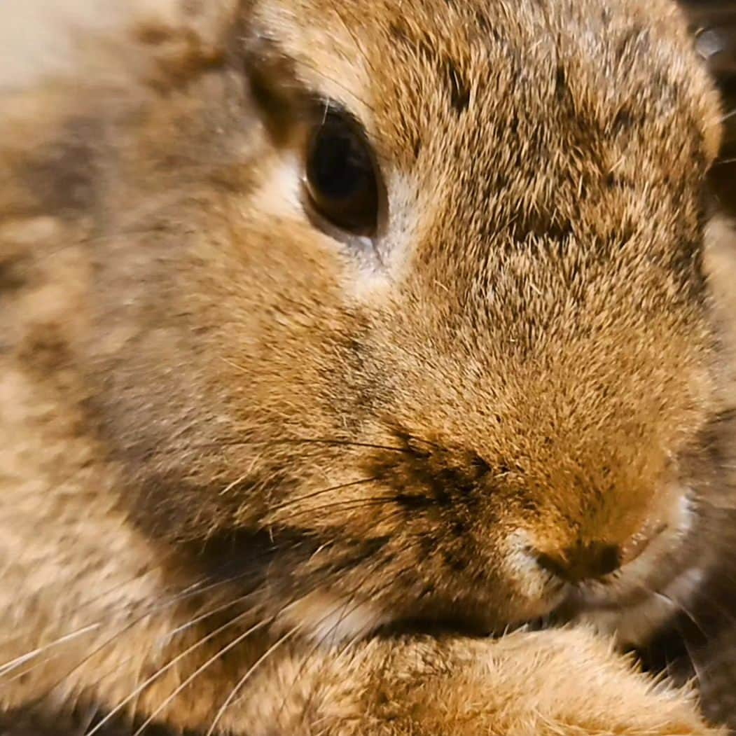 k30858mのインスタグラム：「元気に6歳になりました🎂🎉🐇🩷  嬉しいです🫶🐰🫶  人間で言ったら52歳くらい🤓 高齢期に向けての準備をしながらこれからもわがまま全開でのびのび長生きしてほしいと思います🐇🌿✨  #うさぎのいる生活#うさぎと暮らす #animal#animals#rabbit#rabbit🐰❤️#🐰#🐇#最近の様子#6歳#6歳になったよ#ふわふわ#モコモコ#がんこ娘#8月生まれ女子#かわいいけどすぐ怒る女子#japan#マロン#🌰#長生きしてね#長生きしよう#誕生日#birthday#🎂#🎁#🎉#かわいい#親バカ#記録」