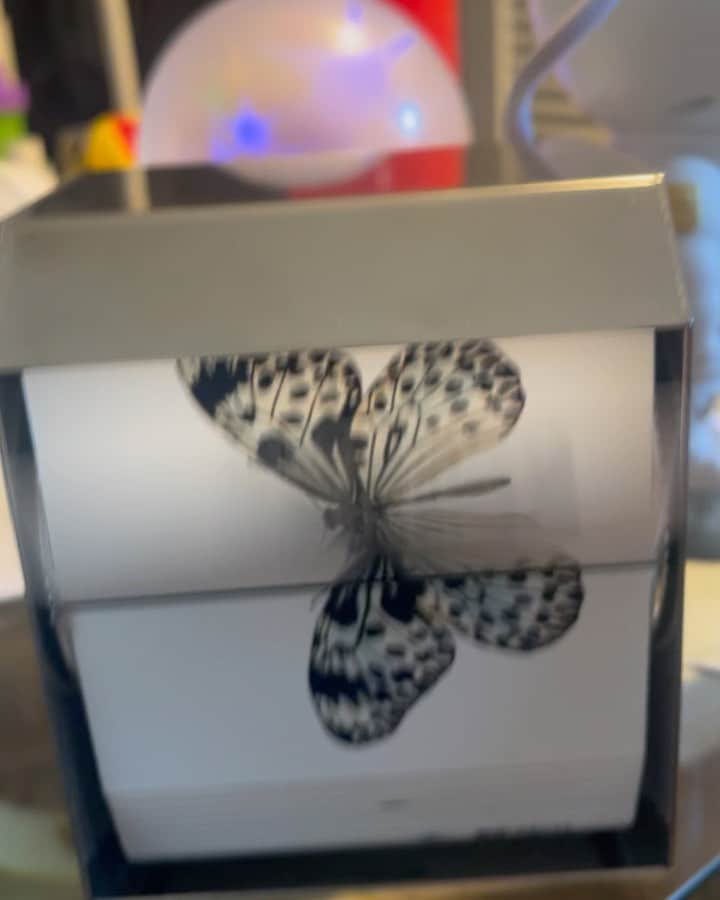 デヴィッド・アークエットのインスタグラム：「Thank you @jcfontanive for this magical #butterfly #flipbook I love it! Check out link in his bio and video in story this is the Kite Butterfly」