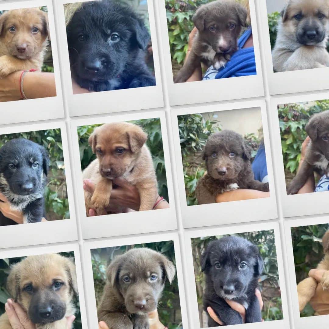 キャサリン・ハイグルのインスタグラム：「Meet the W-Pups! Waffles, Walter, Wednesday, Whiskey, Whitney, Willow Grace, Winter, Wonder, Wonton and Worthy. These 10 adorable furballs are in need of loving families in the Greater Los Angeles area! Hoping you can help me find homes for them.  Their mom Samba, was rescued malnourished and emaciated from the streets of LA, and her surprise pregnancy turned into a heartwarming story of survival. Born to a mom who battled and triumphed, these pups carry a legacy of strength. Be a part of their story! Interested in adopting? Click the link in my bio! ❤」