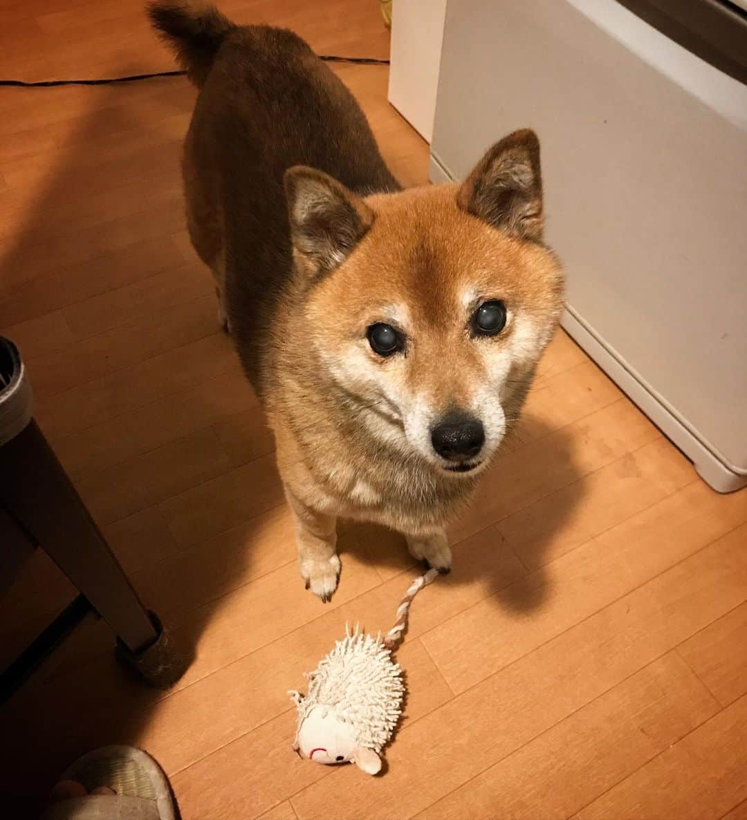 柴犬はなこ Shibainu Hanakoのインスタグラム：「おやつください🐶 #shiba #dog #shibainu #柴犬 #犬」