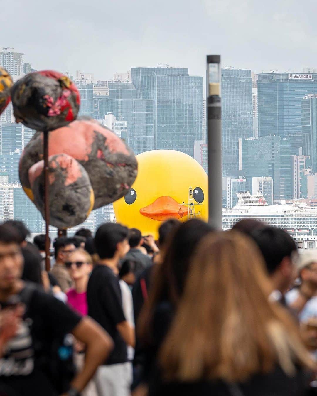 Earth Picsさんのインスタグラム写真 - (Earth PicsInstagram)「@jarvisl.photography —In early June, a set of big yellow Rubber Ducks caused quite a stir in Hong Kong's Victoria Harbour. These ducks are part of an art project called "Double Ducks," created by a Dutch artist named Florentijn Hofman. He believes these ducks will bring joy to the city. These giant inflatable ducks, standing at a whopping 18 meters (59 feet) tall, floated on the harbor for two weeks. Interestingly, this event comes ten years after Hofman's previous "Rubber Duck" sculpture attracted lots of people to the Asian financial hub back in 2013.  📸 @jarvisl.photography  📍Hong Kong, China 🇨🇳」8月8日 1時59分 - earthpix