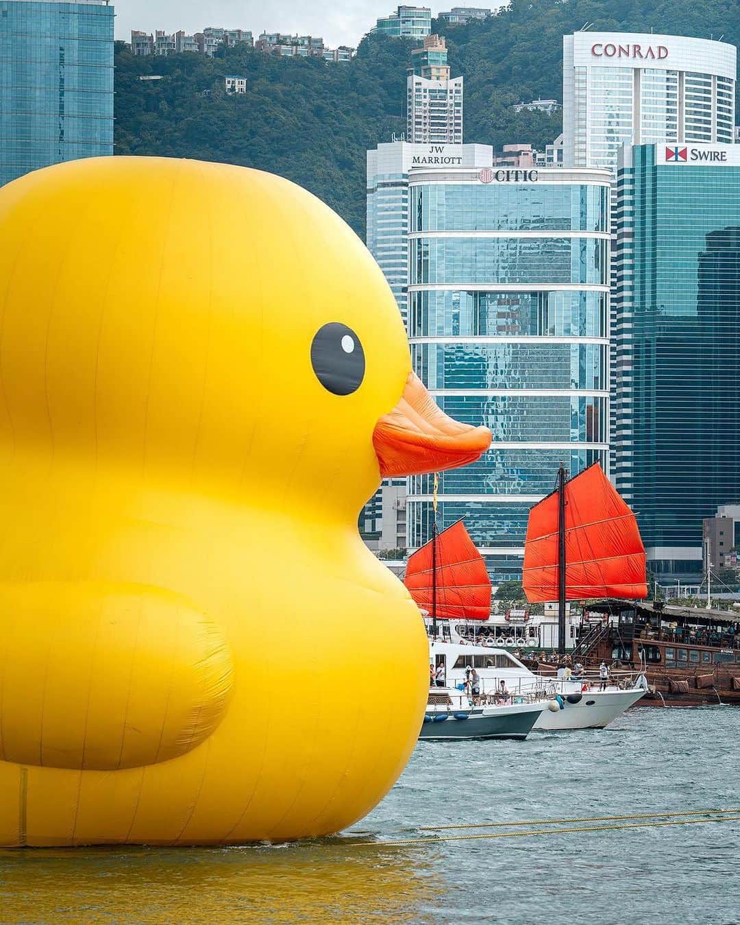 Earth Picsさんのインスタグラム写真 - (Earth PicsInstagram)「@jarvisl.photography —In early June, a set of big yellow Rubber Ducks caused quite a stir in Hong Kong's Victoria Harbour. These ducks are part of an art project called "Double Ducks," created by a Dutch artist named Florentijn Hofman. He believes these ducks will bring joy to the city. These giant inflatable ducks, standing at a whopping 18 meters (59 feet) tall, floated on the harbor for two weeks. Interestingly, this event comes ten years after Hofman's previous "Rubber Duck" sculpture attracted lots of people to the Asian financial hub back in 2013.  📸 @jarvisl.photography  📍Hong Kong, China 🇨🇳」8月8日 1時59分 - earthpix