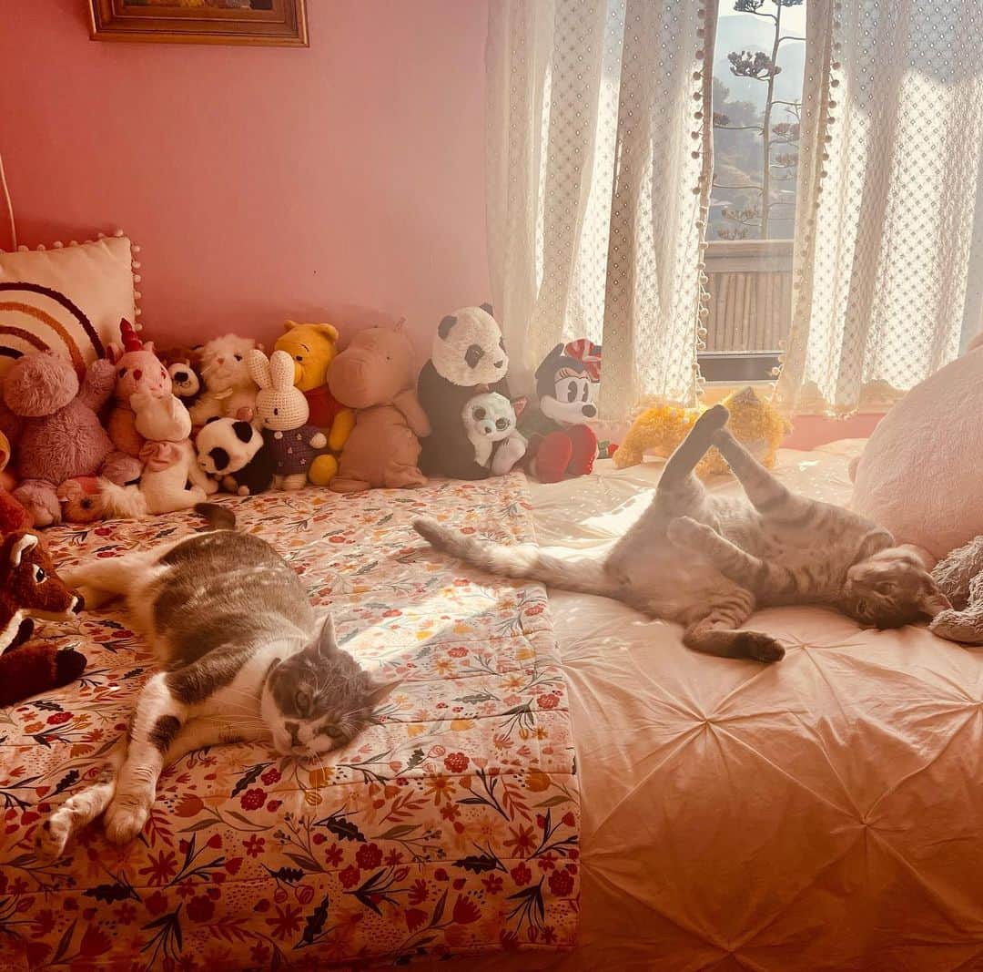 カイトアンドバタフライのインスタグラム：「Time for a cat story😽.. #coco & #deliliah   #lifestyle #kiteandbutterflycollective」