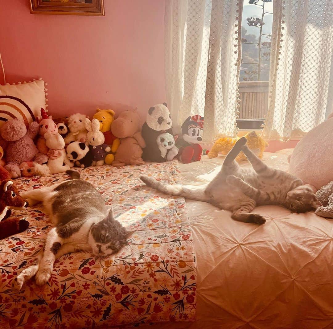 のインスタグラム：「Time for a cat story😽.. #coco & #deliliah   #lifestyle #kiteandbutterflycollective」