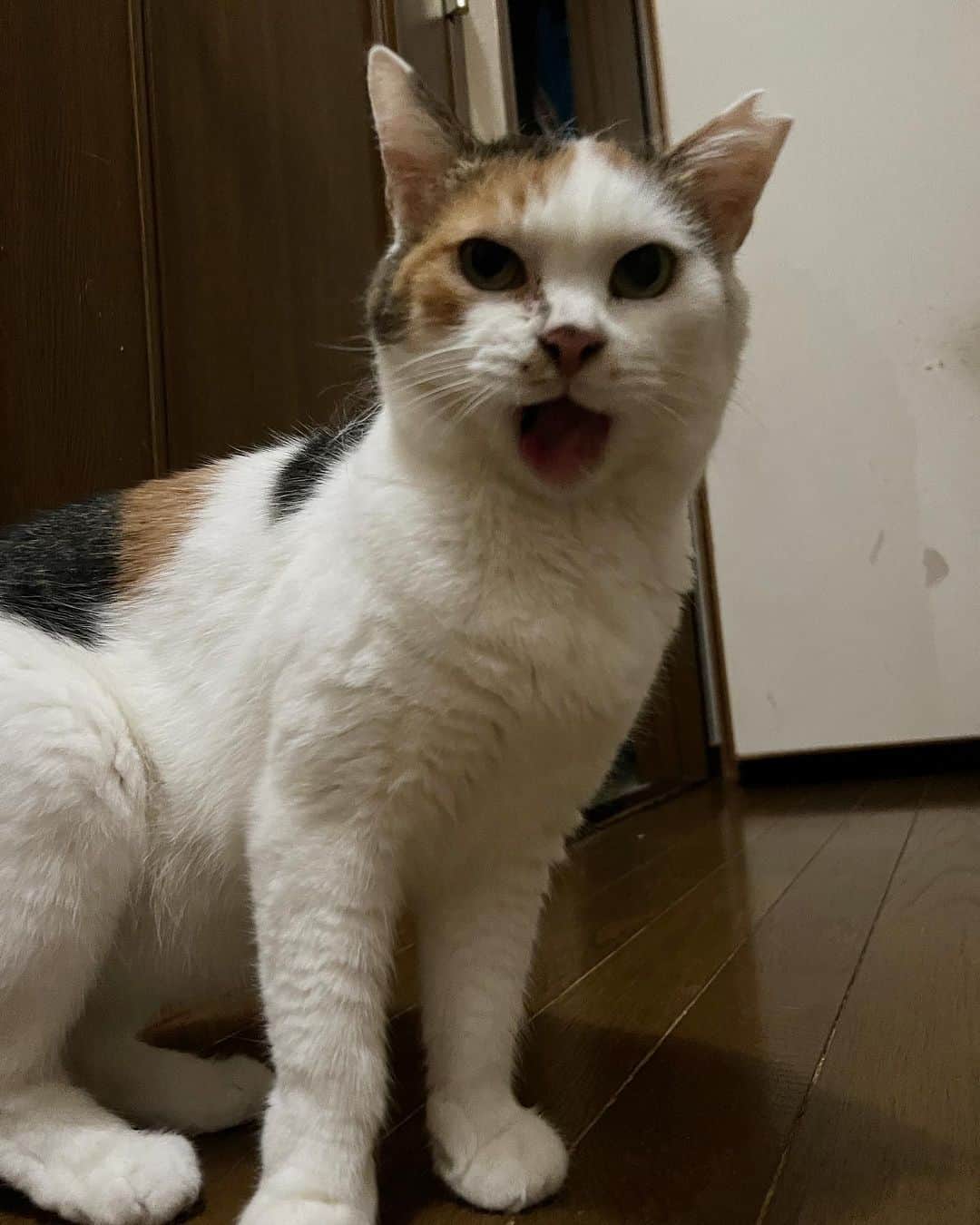Kachimo Yoshimatsuのインスタグラム：「寝ようとすると ちゅーる欲しさに 甘えた声を出してくる。 でも手を出すとスッと逃げる。 つれないなあ。  #うちの猫ら #猫 #mikeko #ねこ #ニャンスタグラム #にゃんすたぐらむ #ねこのきもち #cat #ネコ #catstagram #ネコ部 http://kachimo.exblog.jp」