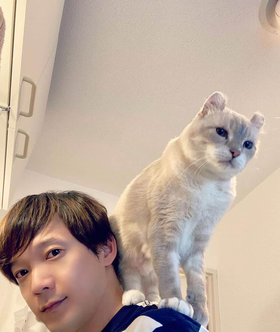 辻本祐樹のインスタグラム：「#世界猫の日  すべての猫に幸あれ  #猫 #アメリカンカール  #保護猫 #保護猫と暮らす #cat #マンチカン #辻本祐樹 の #愛猫 #love #猫のいる暮らし #catlover #catstagram #kitty #petstagram #Instacat #instagood #followme #肩乗り猫」