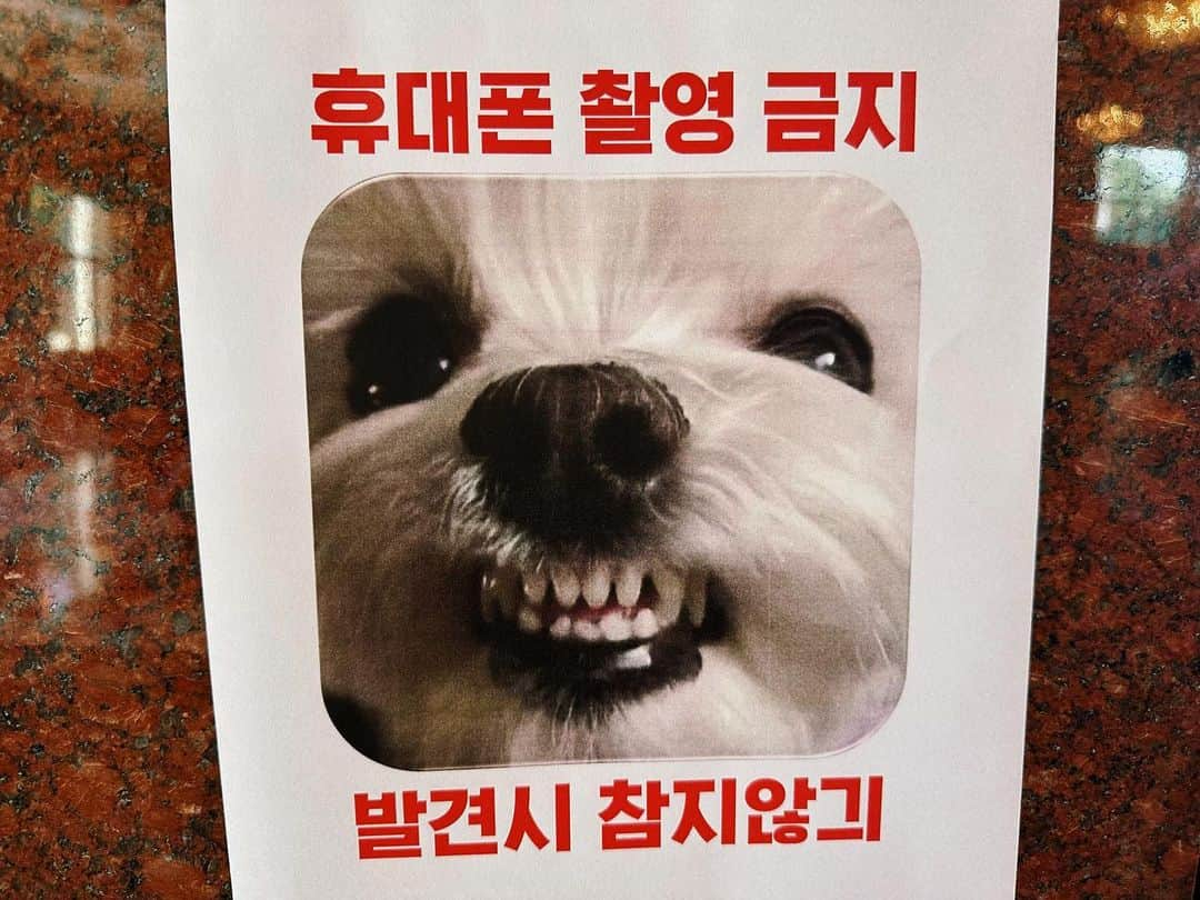 ソン・イェジンさんのインスタグラム写真 - (ソン・イェジンInstagram)「🐶🙃」8月8日 13時04分 - yejinhand