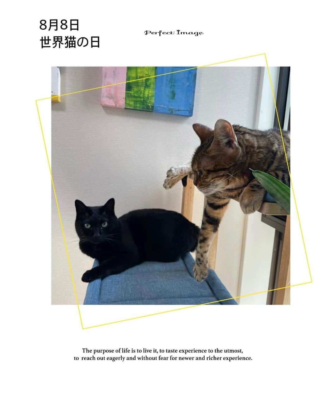 松丸友紀さんのインスタグラム写真 - (松丸友紀Instagram)「今日8月8日は #世界猫の日  世界中のにゃんたちに幸せを❤️  #リタ #クロエ #lachaton」8月8日 13時14分 - yuki_matsumaru
