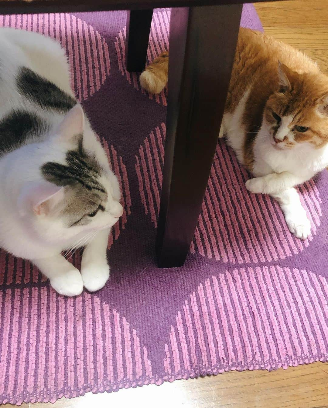 東出真緒さんのインスタグラム写真 - (東出真緒Instagram)「#世界猫の日 #worldcatday   世界中の猫が幸せに生きられますように そんな優しい世界になりますように  May all the cats in the world live happily. May it be such a kind world.  #うちのニノ君  #うちのアメリ #うちのメーヴ」8月8日 13時37分 - mao_bigmama_vn