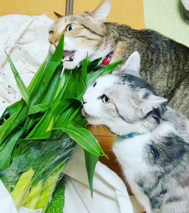 藤純さんのインスタグラム写真 - (藤純Instagram)「世界猫の日。 ヤングコーンの葉を喰らう猫たち。 Corn thieves.  #世界猫の日  #worldcatday」8月8日 13時52分 - fujijunrox