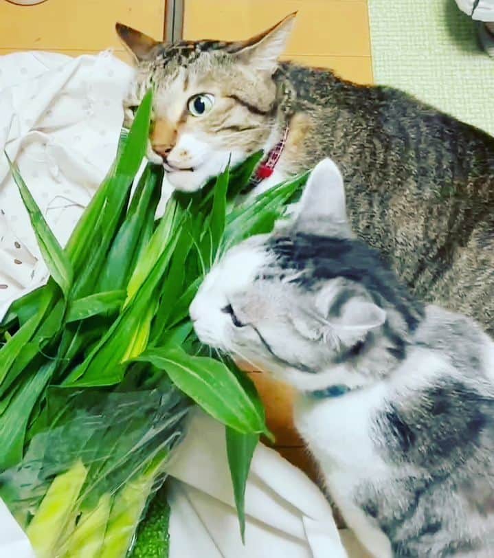 藤純さんのインスタグラム写真 - (藤純Instagram)「世界猫の日。 ヤングコーンの葉を喰らう猫たち。 Corn thieves.  #世界猫の日  #worldcatday」8月8日 13時52分 - fujijunrox
