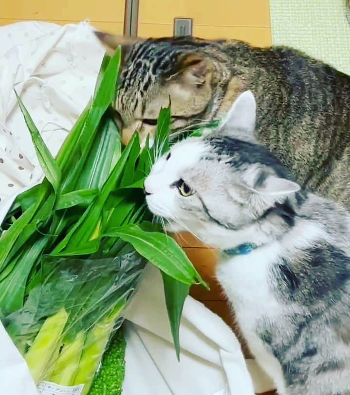 藤純さんのインスタグラム写真 - (藤純Instagram)「世界猫の日。 ヤングコーンの葉を喰らう猫たち。 Corn thieves.  #世界猫の日  #worldcatday」8月8日 13時52分 - fujijunrox