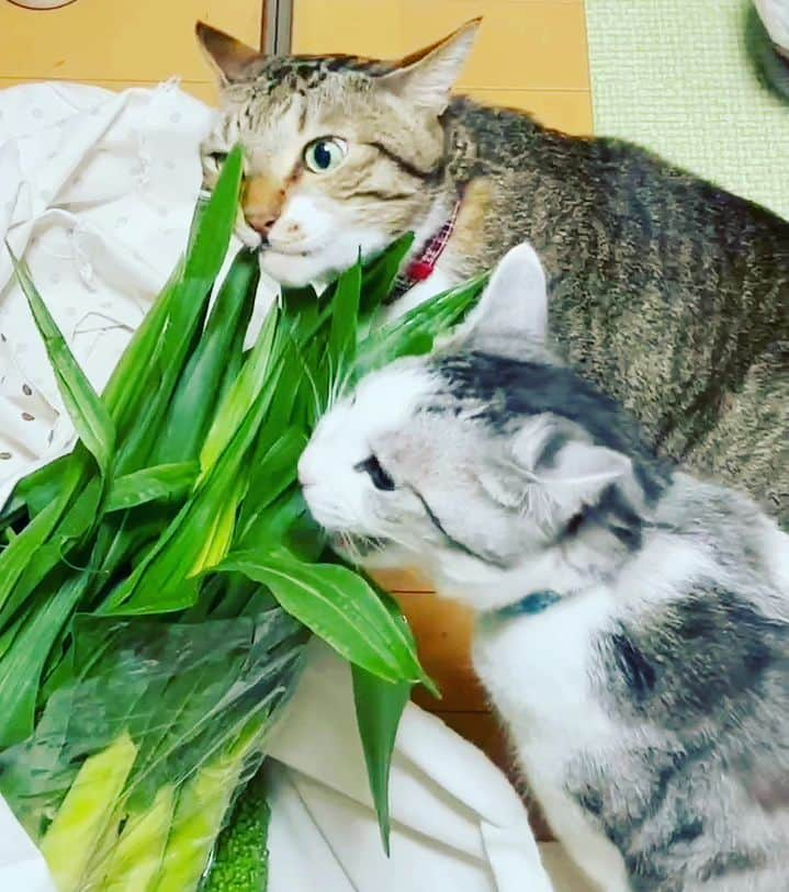 藤純のインスタグラム：「世界猫の日。 ヤングコーンの葉を喰らう猫たち。 Corn thieves.  #世界猫の日  #worldcatday」