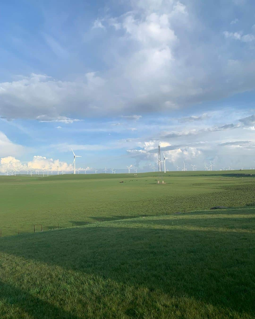 樋口葉生さんのインスタグラム写真 - (樋口葉生Instagram)「🌱🐏🐏sitting on the grassland all day」8月8日 13時47分 - haohiguchi