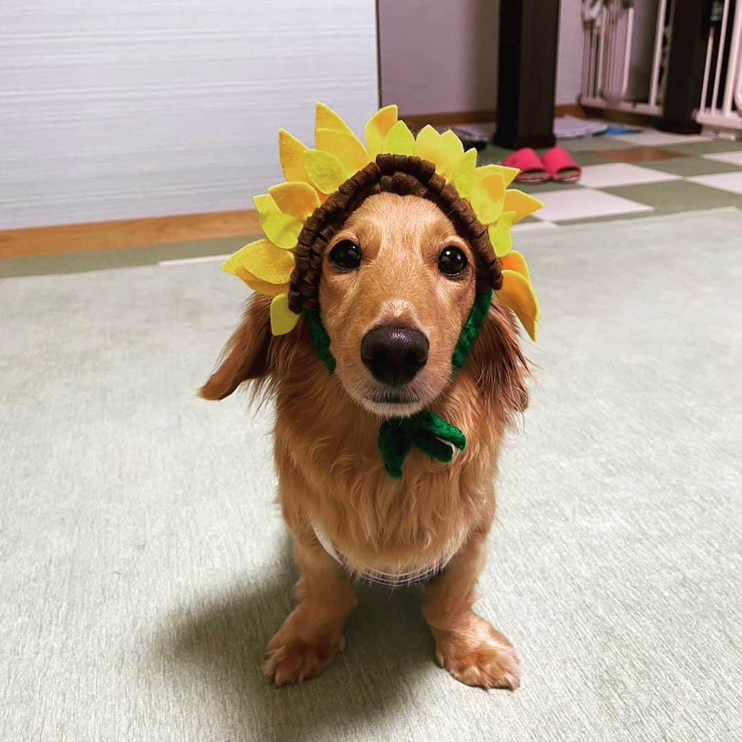 ピックさんのインスタグラム写真 - (ピックInstagram)「おはよう☔ 、 久しぶりケツデカ、顔デカコンビのツーショット🐶🐶 、 なんともかわいいお二人さん 、 🌻🌻コンビもかわいいけど、なんかこの１枚が、可愛かったー 、 ピコは、ハウスでガム噛んでた🤭 、 午後からはお部屋の中で遊んで、 お昼は、ミートスパ食べて、楽しかったねー 、 もう少しお付き合いくださーいね 、 #マブダチ #同級生 #ダックス多頭飼い  #ダックス大好き #ミニチュアダックス大好き #ダックス #ひまわり #ダック部 #イッヌ #いぬバカ部 #pecoいぬ部 #peppyフォト部 #dachshundlove #doggy #dogstagram_japan #イヌスタグラム #いぬすたぐらむ #たんそく部 #いぬのいる暮らし #犬の居る生活 #miniaturedachshund #犬 #dog #todayswanko #pecoいぬ部 #わんわん小学校 #lovedogs #犬好きな人と繋がりたい」8月8日 5時42分 - pick09040904