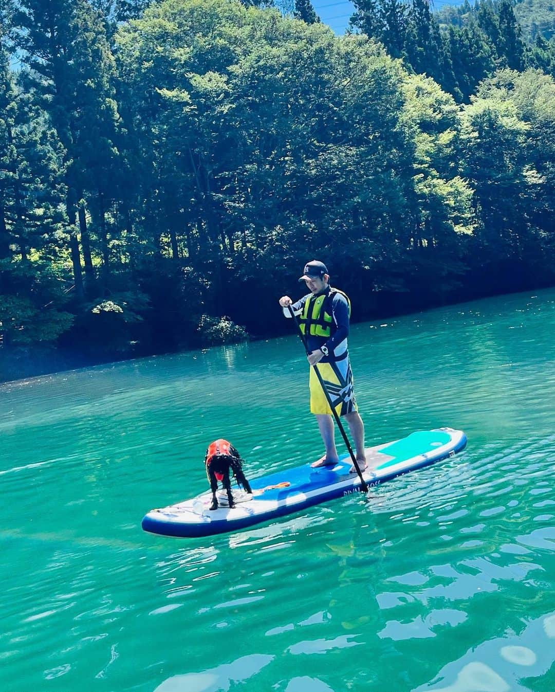 坂東亀三郎さんのインスタグラム写真 - (坂東亀三郎Instagram)「⁡ DOG SUP🐕‍🦺🏄 ⁡ 四万湖でペット同伴のSUP。 @mackeys.insta  ⁡ ⁡ 人生初SUP、それも犬連れwww ⁡ ⁡ 景色が綺麗 湖面の水面が優しい 流れている空気が穏やか 目にも耳にも心地良い空間 ⁡ ⁡ 上手に出来たかはわからないけど、難なくスクッと立てたし、初泳ぎの愛犬もなんなく犬搔きが出来たし、楽しくて面白くて家族全員・インストラクターの方々も含めずっとずっとずーっと笑って過ごしました。 ⁡ ⁡ 初！にビビりながらもドンドン挑戦していく我が子と、それを優しく厳しく見守る女房の姿に、日々支えられています、感謝。 ⁡ ⁡ #歌舞伎 #音羽屋 #歌舞伎役者 #亀三郎 #坂東亀三郎 #六代目 #彦三郎 #坂東彦三郎 #九代目 #オーストラリアンラブラドゥードル #AL #ドゥードル #ラブラドゥードル #犬との暮らし #dogstagram #彦犬gram ⁡ #四万湖 #SUP #ペット同伴sup」8月8日 6時26分 - otowayabando