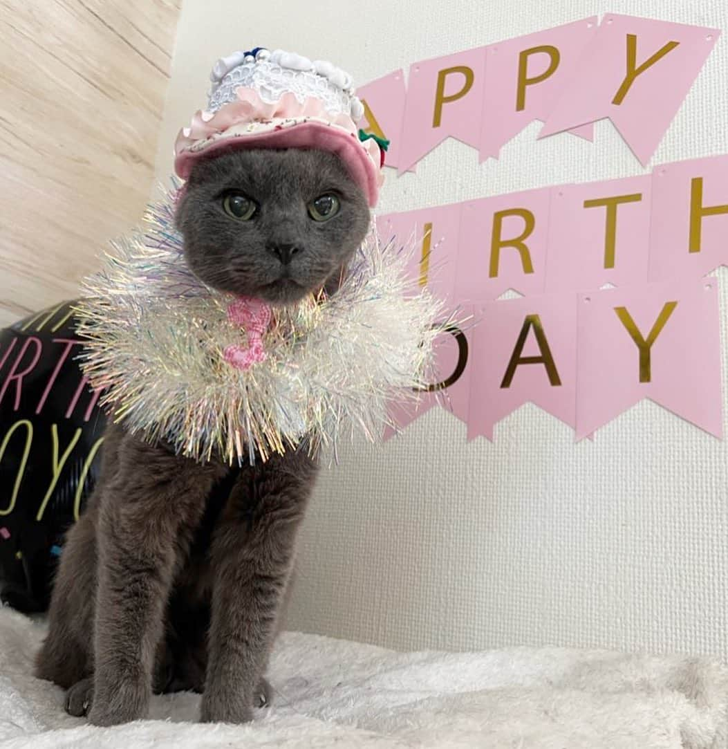 Nahoさんのインスタグラム写真 - (NahoInstagram)「今日は5/1に亡くなったこまりちゃんのお誕生日。10歳くらいからこまちゃんを失う事に怯えて毎日を大事に大事に暮らして来たけどほんと、去年（3枚目）はこんなにお元気だったのに先はわからんなぁとしみじみ思うよ。20年近く一緒にいれたのは感謝しかない。  明日はこてちゃんのお誕生日。 盛大にお祝いするよ！  #RIPKOMARI #happybirthday  #KOMARI#catoftheday #instacat_meows  #ねこ部 #냥스타그램 #캣스타그램 #cat #猫 #ネコ #ねこ #고양이  #catlover #instacat #cutecat #catstagram #lovecat #CAT」8月8日 7時36分 - komakotakoyukotekoha