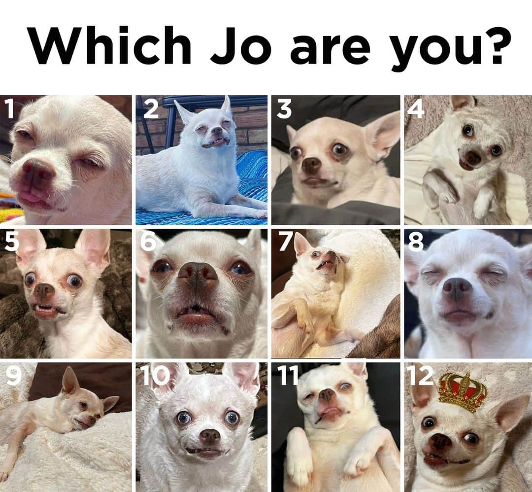 BarkBoxのインスタグラム：「Tag yourself, I’m 3 but aspire to be 2 💖⁠ 📸: texas.jo」