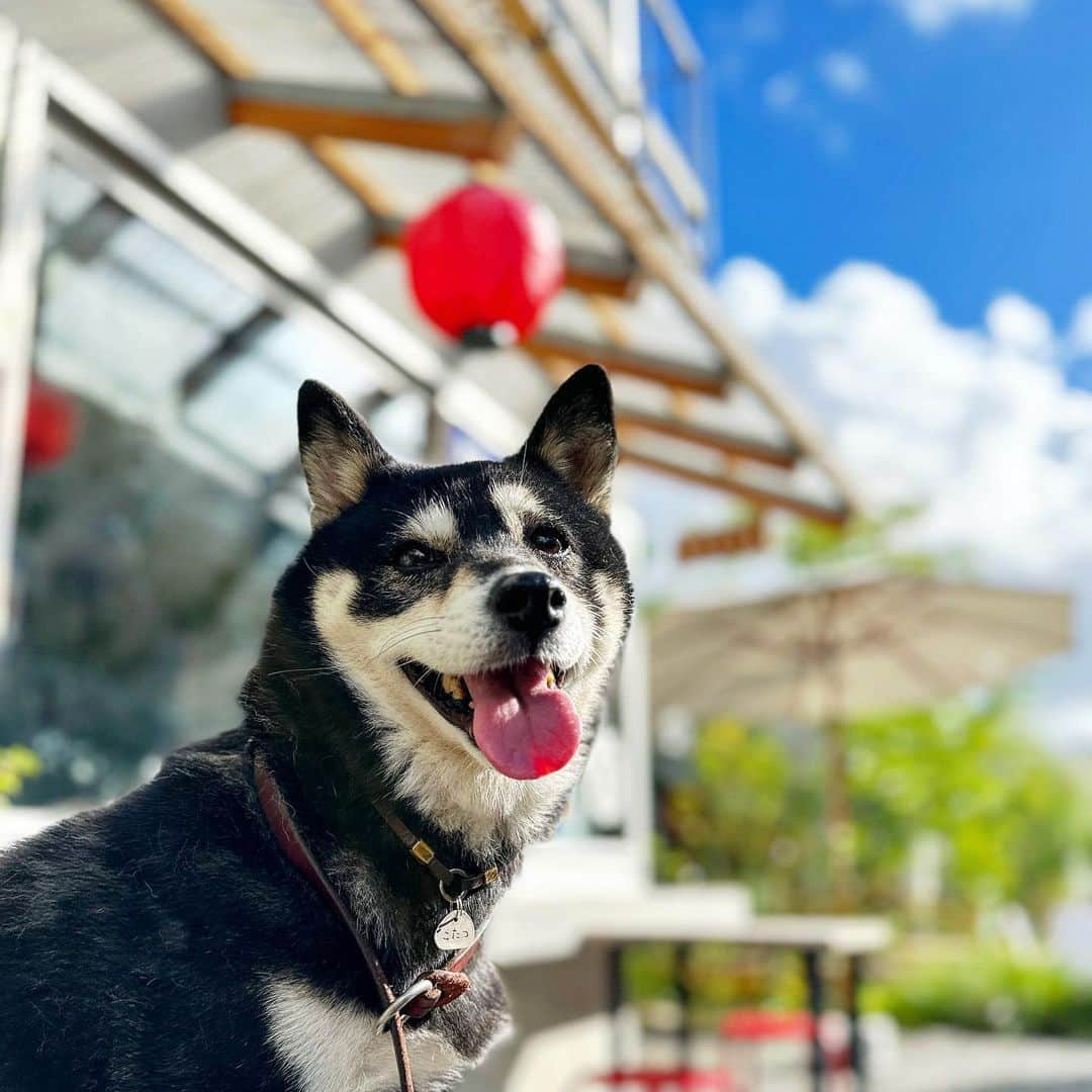 vo_coのインスタグラム：「🐾 新海誠のアニメの背景みたいになった 油断して7時過ぎに散歩行ったらもうかなりアチチーでした💦 ＊#shibastagram #instashiba #shiba #shibainu #黒柴 #柴犬」