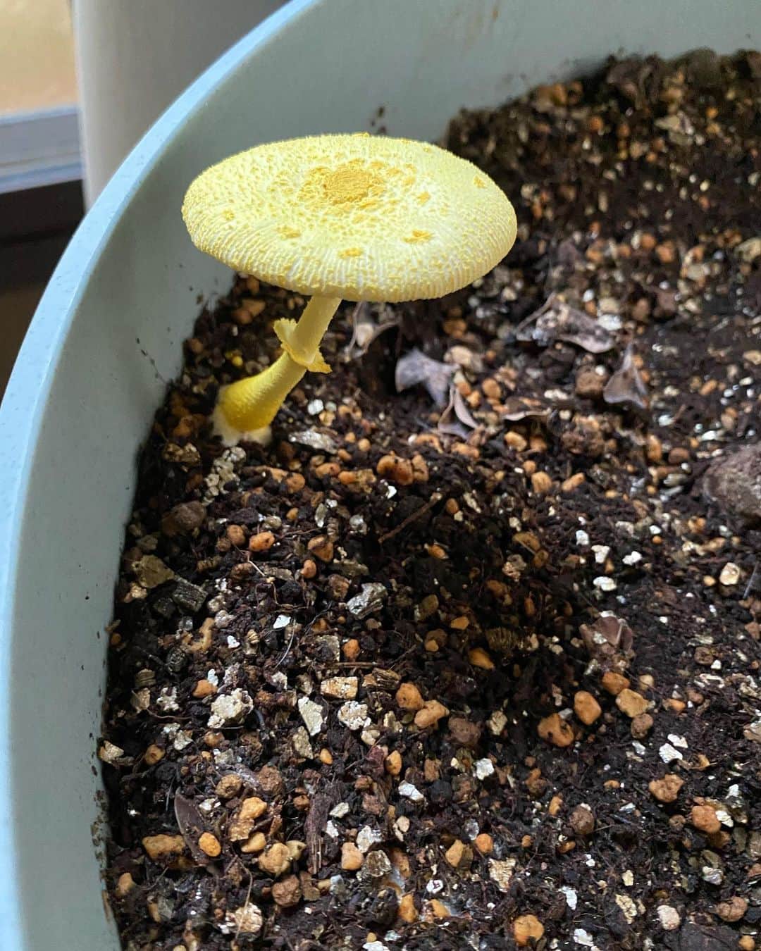 野本かりあのインスタグラム：「前回よりも大きなコガネキヌカラカサタケ🍄」