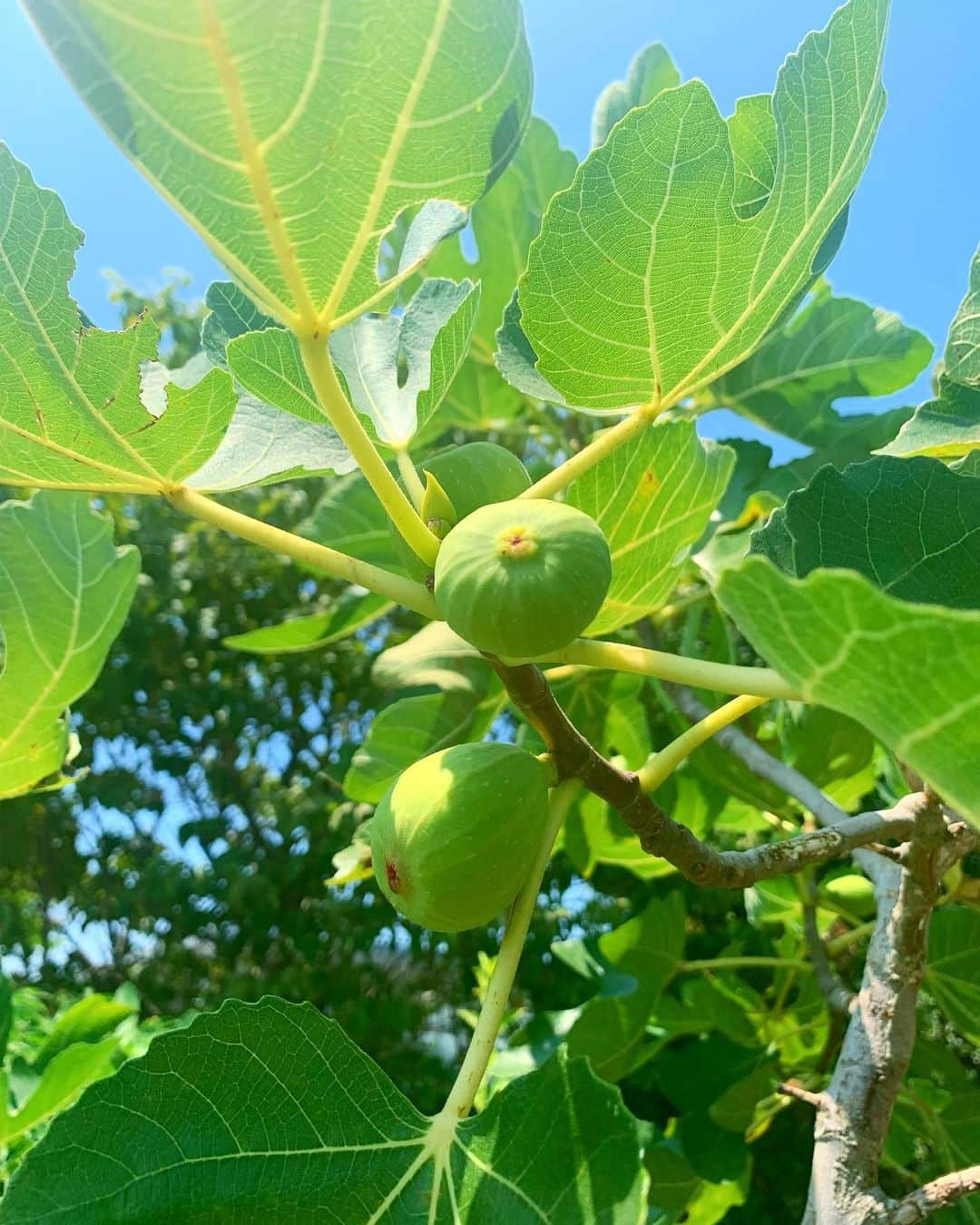 七瀬遥のインスタグラム：「イチヂク🍐💕  こうやって生ってるんだね✨  まだ青いけど  ぷっくりしていて  可愛い☺️💚  #イチヂク#可愛い#8月#猛暑#August#happy #beautiful#delicious #fruit #day#life#smile#fun#love#good#friend#family#happiness#good#tokyo#japan」