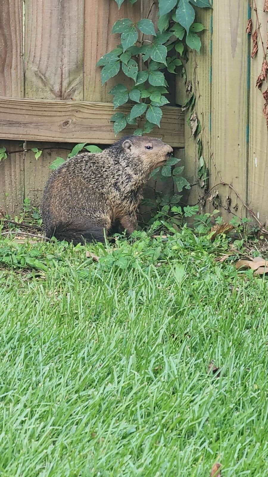 のインスタグラム：「Up close and personal with a groundhog! 🦫🦔🪵 #groundhogsday #groundhogsofinstagram #funnyanimals #alabamawildlife #alabamalife」