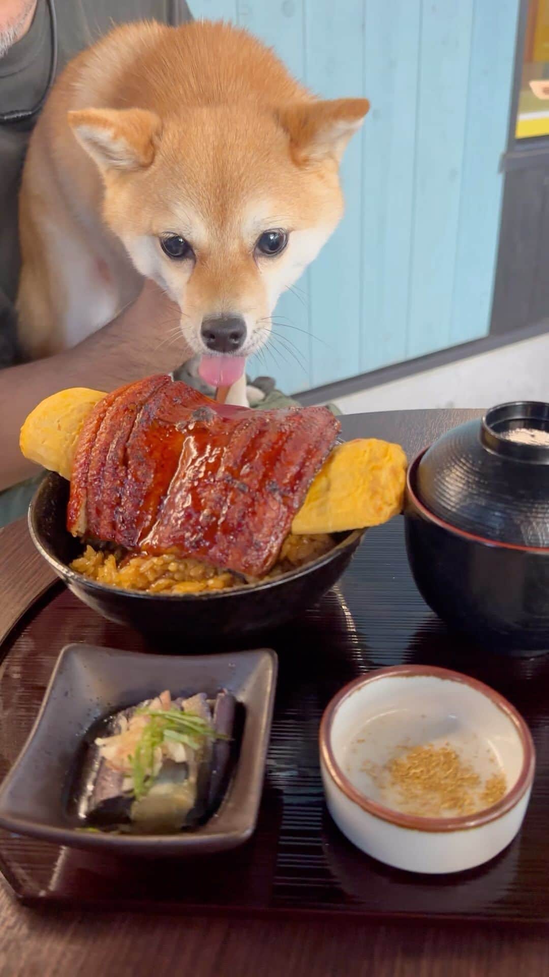 のインスタグラム：「🐶 おはよー 日曜日のあれこれ。  うなたま丼食べて、 💩して、 小金井公園のお祭り見物したよ。  今週は天気悪いね〜  #柴犬#豆柴#mameshiba #shibastagram#japanphoto#shibainu#犬#shibainumania#犬のいる暮らし#shiba_snap#shibainupuppy#多頭飼い#dog#いぬすたぐらむ#puppy#dogstagram#instadog #doglover#pecoいぬ部#pecotv#いぬのきもち部#狗#子犬#barked#9gag#9gagpets#시바견」