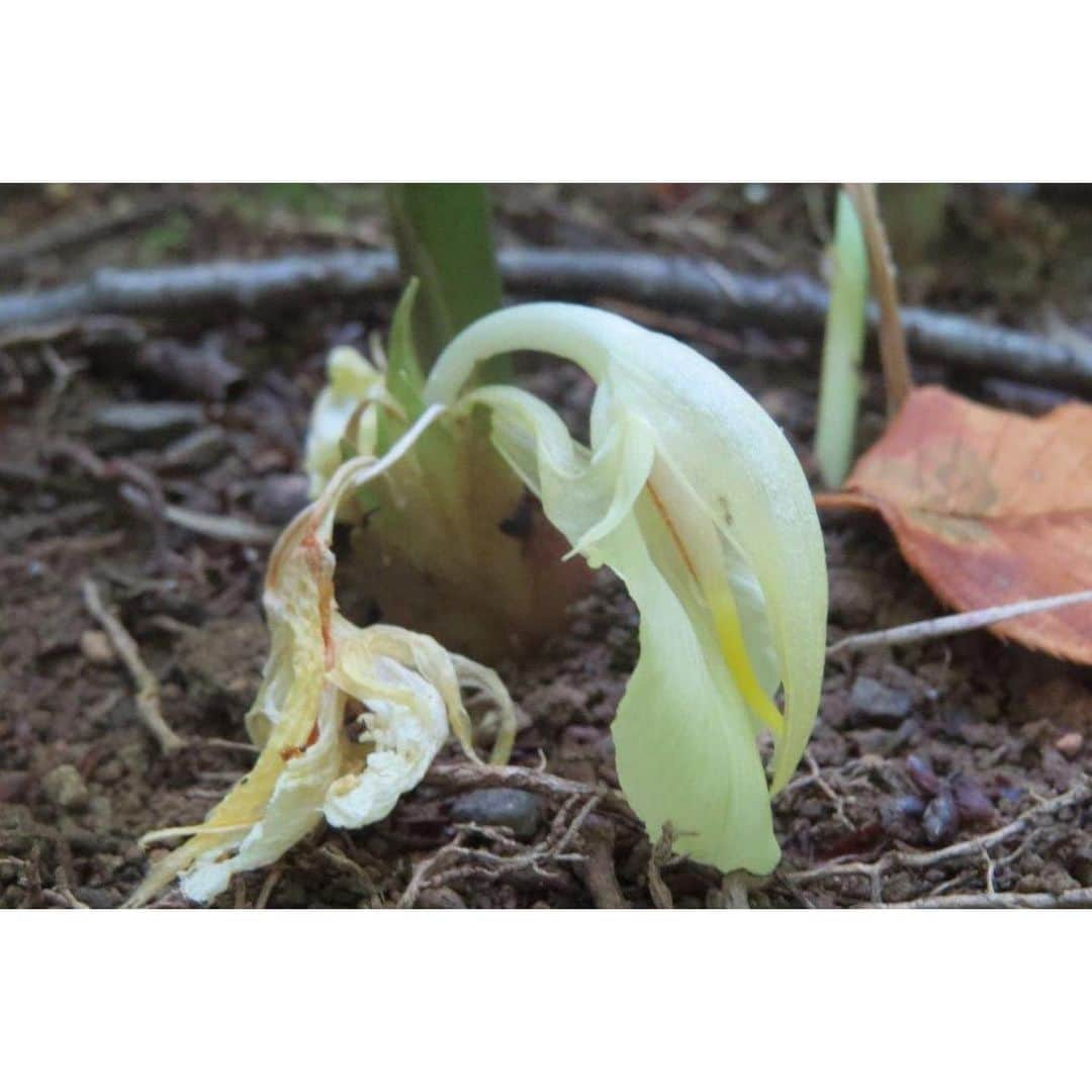 Soka Universityさんのインスタグラム写真 - (Soka UniversityInstagram)「Campus Seasonal Photos August① Nature photos of the campus. #discoversoka #sodaigram #sodaipictures #sokauniversity #創価大学 #hachioji #八王子 #tokyo #東京 #campus #キャンパス #university #大学 #students #学生 #nature #自然 #August #葉月 #summer #夏 #fourseasons #四季 #environment #環境」8月8日 9時25分 - sokauniversity