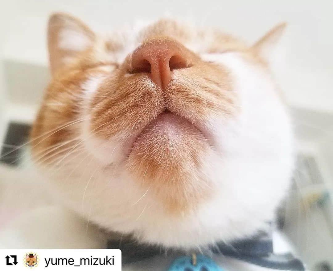 ライオン商事株式会社のインスタグラム：「今日8/8 は#世界猫の日 です🐈🐈  2002年に国際動物福祉基金（IFAW）によって 制定されました。  ねこちゃんとの絆を深めたり、 暮らしを振り返る1日にしてみてはいかがでしょうか？😆  超アップのお顔にドキドキさせてくれるのは、 茶白猫のQ（キュー）くん。 まるでオーナーさんに愛を伝えてくれているみたい！？💓  @yume_mizuki さん 素敵な写真をありがとうございました！  ＝＝＝＝＝＝＝＝＝＝＝＝＝＝＝＝＝＝＝＝ 📸#lionpetうちのにゃんこ 写真・動画募集中！ #lionpetうちのにゃんこ をつけて おうちの猫ちゃんの写真や動画を投稿すると、 こちらのアカウントで紹介されるかも！ みなさんの投稿、お待ちしております🍀 ＝＝＝＝＝＝＝＝＝＝＝＝＝＝＝＝＝＝＝＝  #キス顔 #kiss #ねことくらす #ネコのいる暮らし #猫のいるくらし #ねことの生活 #ねこ #ネコ #猫 #にゃんこ #ニャンコ #ねこ部 #ネコ部 #猫部 #ねこスタグラム #ネコスタグラム #猫スタグラム #ねこのいる生活 #ネコのいる生活 #猫のいる生活 #ねこ好きさんと繋がりたい #ネコ好きさんと繋がりたい #猫好きさんと繋がりたい #猫大好き部 #ライオンペット #lionpet #lionpetcat #茶白猫」