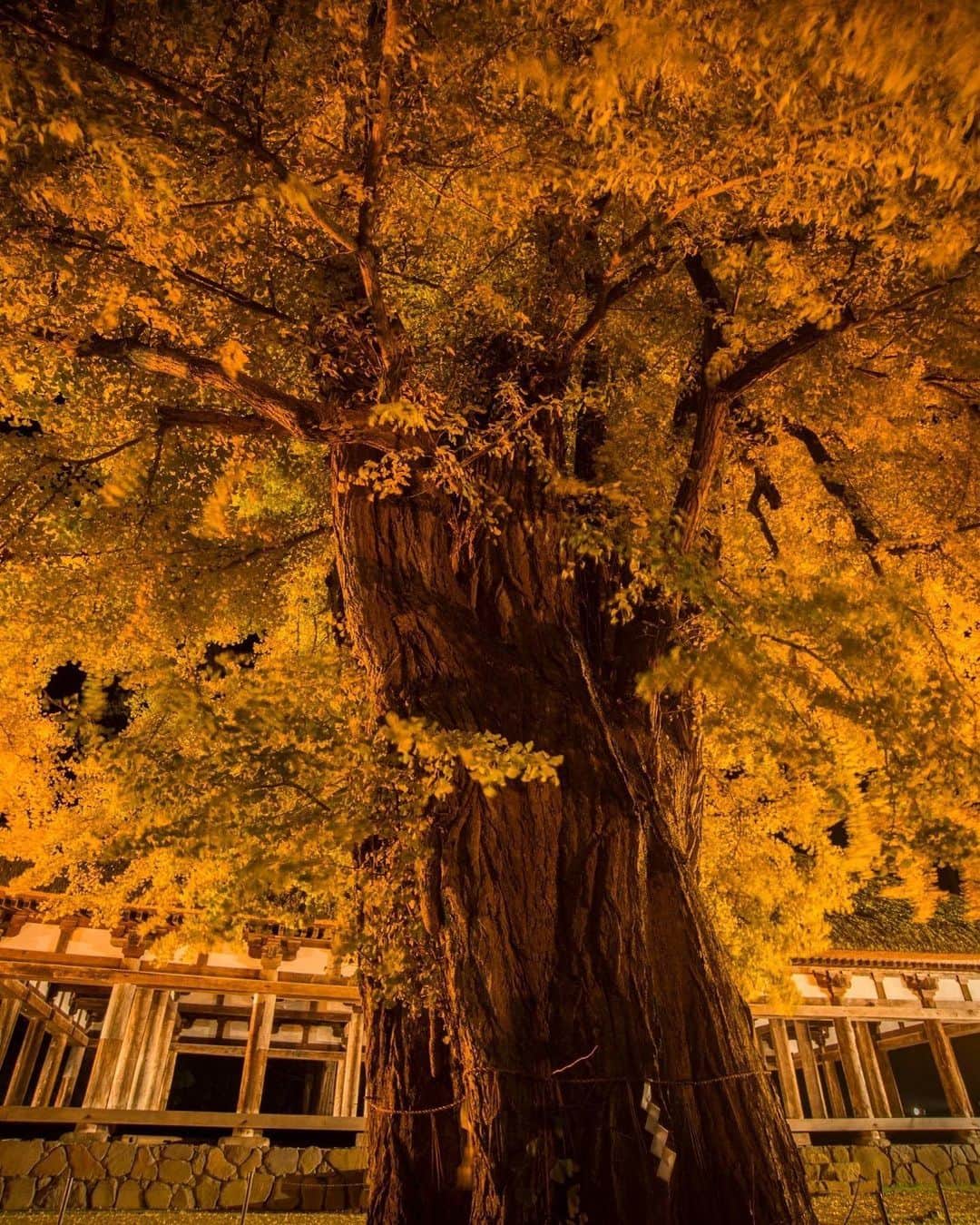 Rediscover Fukushimaさんのインスタグラム写真 - (Rediscover FukushimaInstagram)「There is something very humbling about contemplating a +800-year-old tree. ✨  Shingu Kumano Shrine Nagatoko is a worship hall in Kitakata City built in 1055. It has been designated as a Nationally Important Cultural Asset.  The shrine has fascinating relics, like the oldest bell in Fukushima and a pot used for offerings that was designated an Important Cultural Property. 🙌  The site is also home to a towering ginkgo tree, estimated to be over 800 years old. Each autumn, the tree is lit up in the evenings for one week, a truly spectacular sight. 🤩  🎟️ There is an entry fee of 300 yen for adults and 200 yen for high school students. Discounts apply to groups of over 20 people. Middle school-aged children and younger can enter for free.  🗓️ For reference: Last year's light-up event went from November 15th to November 22nd. This year's dates have not been announced yet.  ℹ️ You can go to the Shingu Kumano Shrine Nagatoko within 10 minutes by car or taxi from Kitakata Station, but there is no way to access it using public transportation.  Would you like to visit? 🥰 Don’t forget to save this post for your autumn travels in Northern Japan! 🔖   Photo Credit  Picture 1: @tohokutourism © 一般社団法人東北観光推進機構 Pictures 2-5: @gokujounoaizu (極上の会津プロジェクト協議会)   #visitfukushima #fukushima #tohokutrip #japan #photo_jpn #japantrip #japantravel #japaneseculture #japanlife #japanphoto #japantourism #autumninjapan #autumntrip #japan_of_instagram #kitakata #ginkgobiloba #japanshrines #traveltojapan #beautifuldestinations #beautifulplaces #tohoku #northernjapan #visitjapanjp #visitjapanau #visitjapantw #shingukumanoshrine」8月8日 10時02分 - rediscoverfukushima